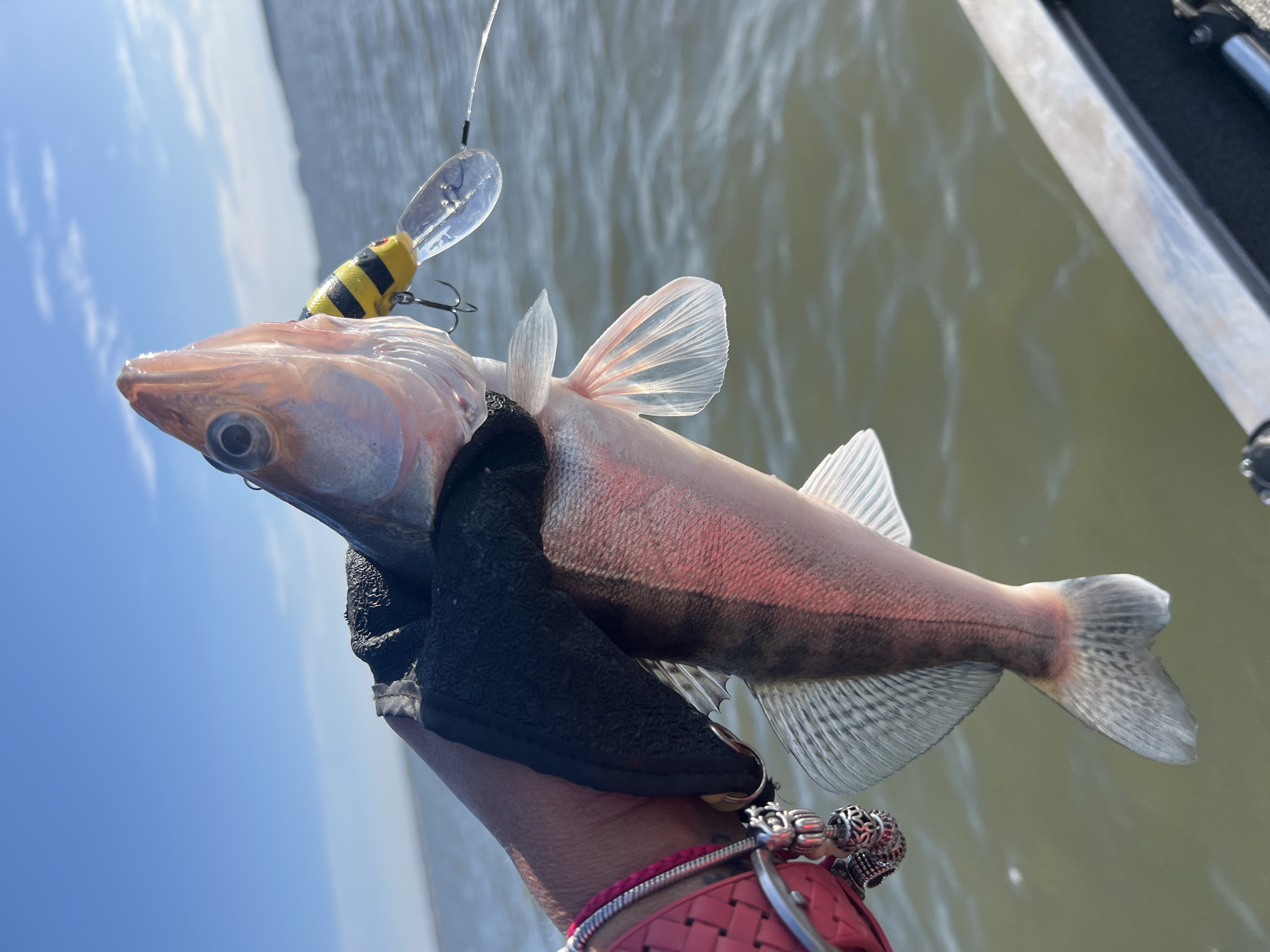 An individual, wearing black fishing gloves and a pink woven bracelet adorned with charms, is holding a freshly caught fish in their gloved hand. The fish, a light-colored species with pinkish tones and dark markings on its tail and fins, has a yellow and black striped fishing lure with a clear lip embedded in its mouth, attached to a fishing line. The fish is positioned in the foreground, with its head angled upwards. In the background, there is a body of water, appearing to be a lake or river, with ripples on its surface. The sky above is clear and blue, with a few faint white clouds. The scene suggests an outdoor fishing activity. The location is described as Novopichugovo, Russia.