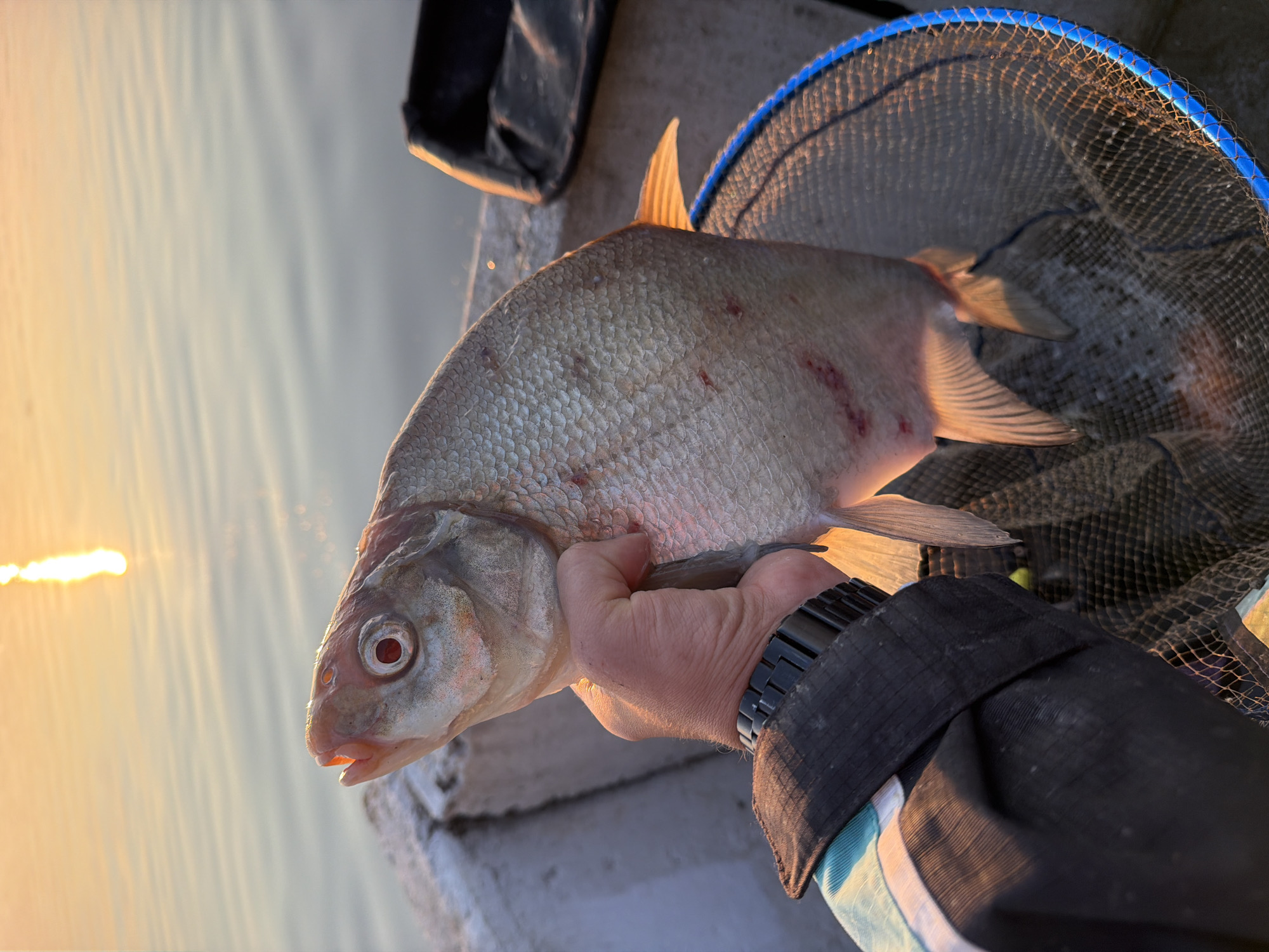 A close-up shot shows a person holding a freshly caught fish over a fishing net. The fish is pale with red markings and visible scales. The person's hand, wearing a black watch, is gripping the fish. In the background, a body of water reflects the golden glow of a sunset, with a thin vertical reflection of the sun on the water's surface. The scene appears to be near the bank of the Kama River in Chaikovsky, Russia.
