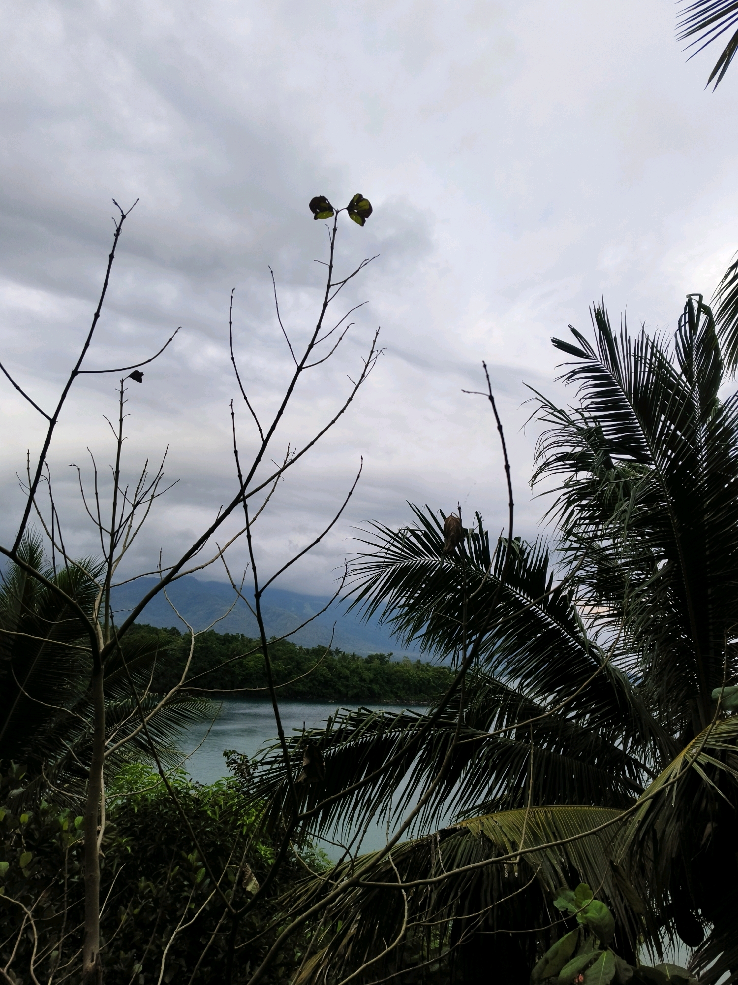 A scene of a tranquil body of water, likely a bay or inlet, nestled between lush green hills and a distant mountain range. The sky above is overcast with dramatic grey clouds, suggesting an impending storm or a generally moody atmosphere. In the foreground, several bare branches of trees reach upwards, some adorned with a few wilting leaves, creating a stark contrast with the vibrant foliage in the background. To the right, the fronds of a palm tree are prominently featured, adding a tropical element to the landscape. A monkey is perched on one of the palm fronds, its presence adding a touch of wildlife to the otherwise serene setting. The water itself is a calm, greenish-blue, reflecting the muted tones of the sky. The overall impression is one of natural beauty, with a hint of wildness and a sense of impending weather. The location is in Leyte, Philippines.