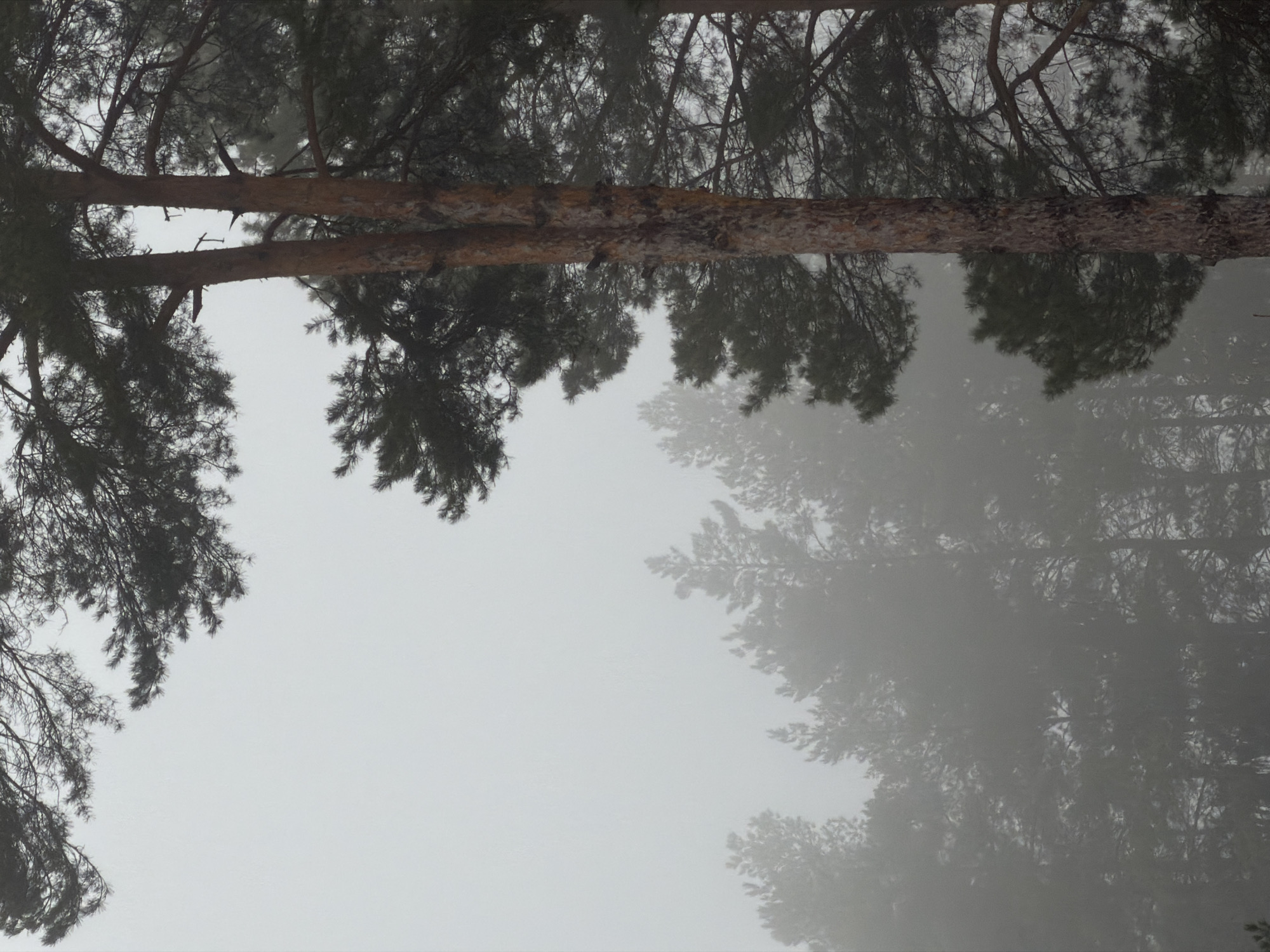 The image depicts a foggy forest scene, likely in Dubovaya, Russia, given the prompt's context. Two thick, horizontal tree trunks span the upper portion of the frame. Dark silhouettes of pine trees with visible needles are present at the top, both left and right, partially obscured by fog. The lower part of the image is dominated by a gray-white fog, making it difficult to discern any details of the forest floor or distant trees. The fog creates a muted, ethereal atmosphere, obscuring depth and clarity.