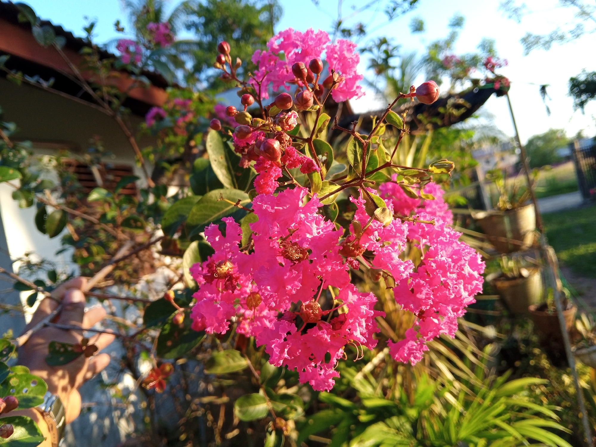 A close-up, low-angle shot captures a cluster of bright pink crape myrtle flowers in bloom, illuminated by the warm light of a setting sun. The flowers, with their ruffled petals, are the central focus, with many buds and some dried seed pods visible. The background is a soft blur of green foliage, a portion of a tiled roof, and the sky. In the lower left quadrant, a person's hand, adorned with a watch, is partially visible, gently touching a branch of the flowering bush. The setting suggests a residential garden in Palohigeuh, Indonesia, bathed in the golden hour.
