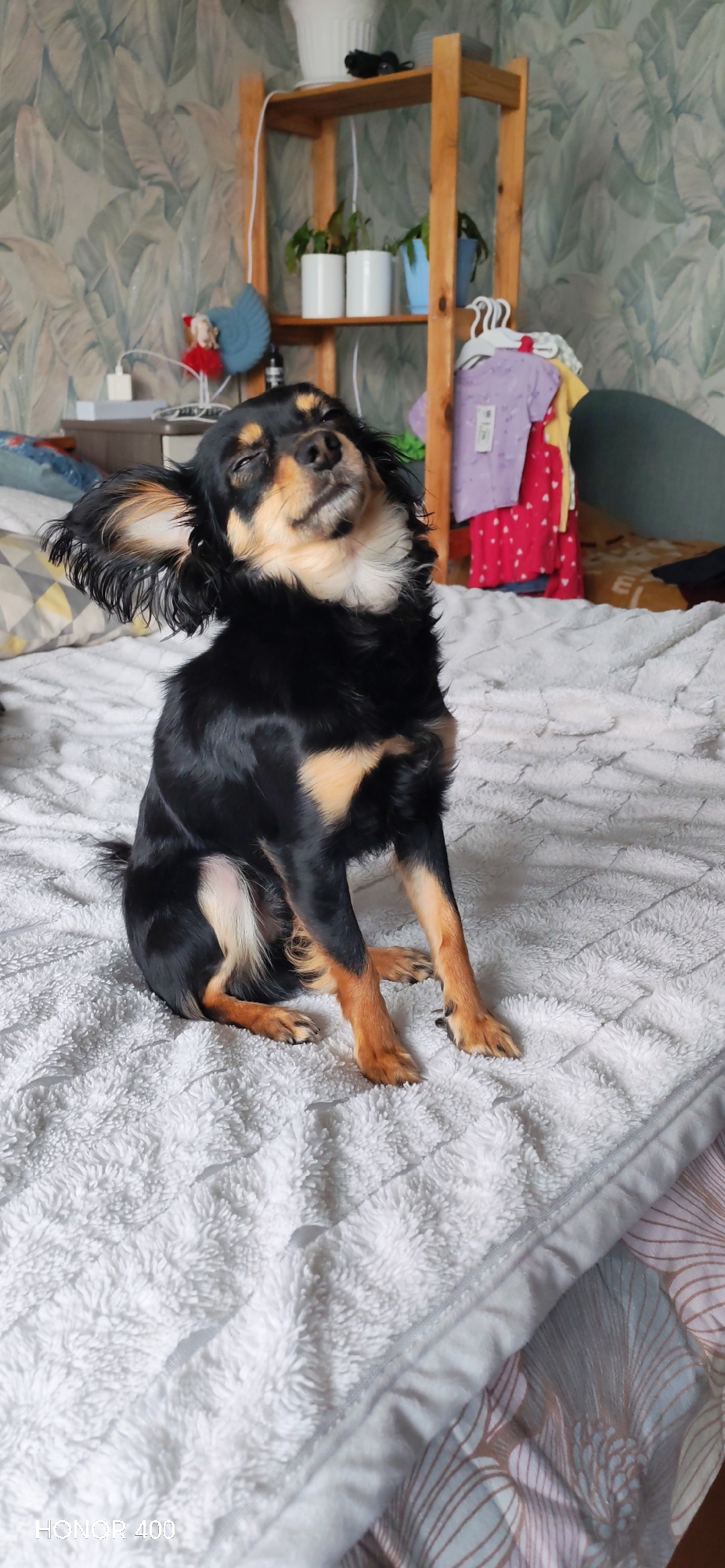 A small, long-haired dog, predominantly black with distinctive tan markings on its muzzle, chest, and legs, sits on a plush white blanket or bedspread. The dog has its eyes closed and its head tilted slightly upwards and to the side, with its ears splayed out, giving it a blissful and content expression as if enjoying warmth or a gentle breeze.
The setting is indoors, likely a bedroom or living area in Noviy, Russia. In the background, a wooden shelving unit holds several potted plants in white and blue pots. To the left of the shelves, a bedside table or cabinet is visible with various electronic devices and cables, and a small decorative object. The wall behind is covered in light green, leafy patterned wallpaper. To the right, hanging clothes in shades of purple and red are visible. The lighting suggests it is daytime. A "HONOR 400" watermark is visible in the bottom left corner of the image.