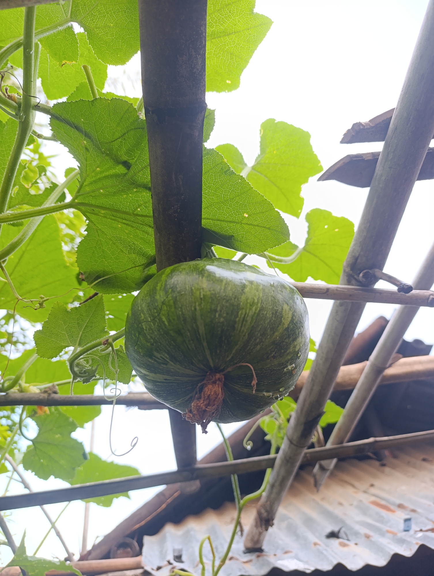 A small, round, green pumpkin with darker green stripes hangs from a vine, supported by a vertical wooden pole. Large, bright green, serrated leaves surround the pumpkin and the pole. The background is a bright, overcast sky, with a blurred view of a corrugated metal roof and bamboo poles visible below and behind the pumpkin. Dewdrops or water droplets are visible on the surface of the pumpkin.