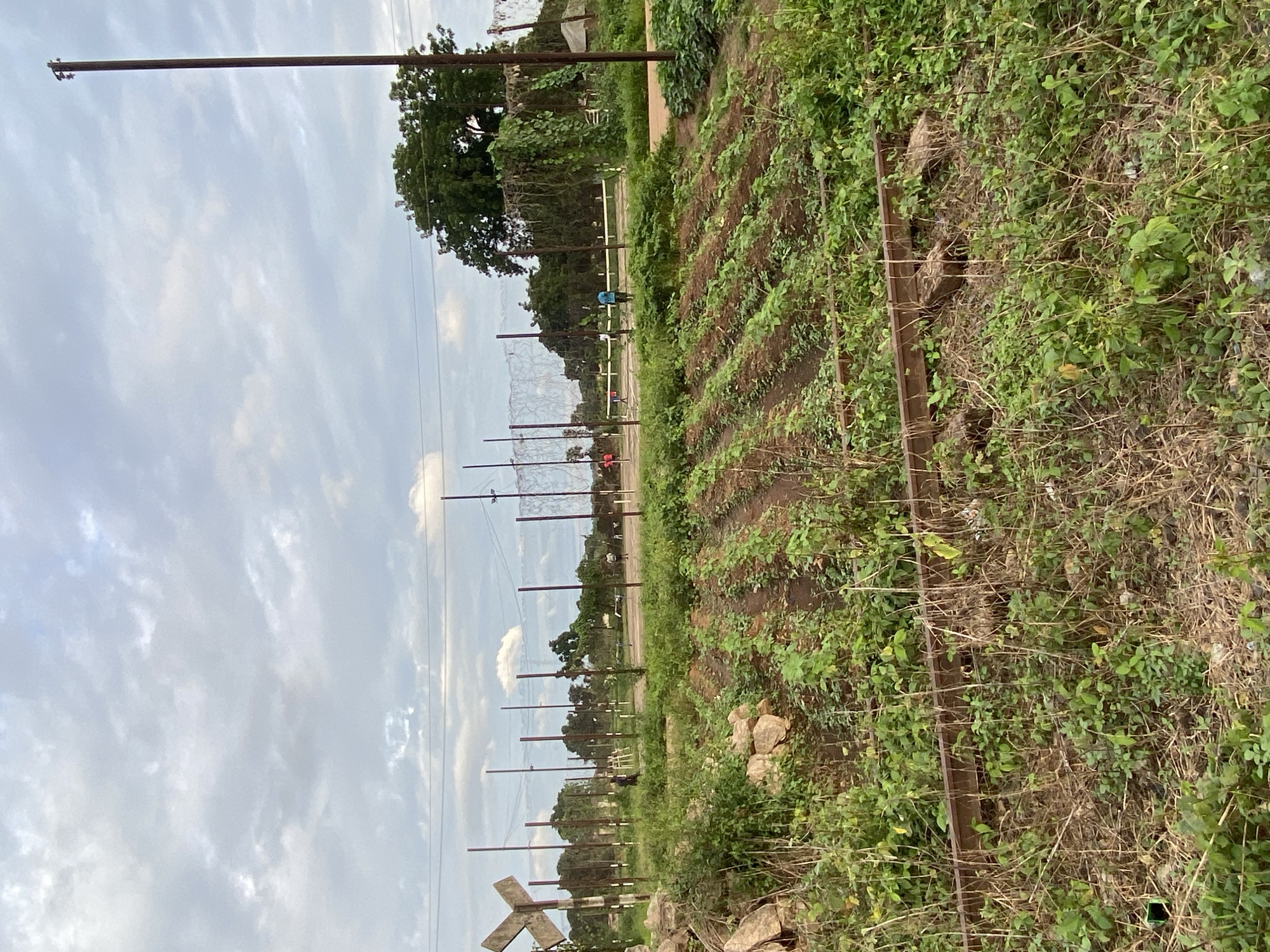 The image shows an outdoor scene in Maigizo, Nigeria, with a focus on agricultural rows and a cloudy sky.
The foreground features rows of plants, likely crops, which appear to be well-maintained with some evidence of cultivation. The soil in the rows is visible, and the plants are a mix of green and dried vegetation, suggesting an active farming area. A metal fence or barrier runs along the right side of the cultivated area, partially obscured by the overgrowth of plants.
In the background, there's a fence with vertical poles and wire mesh, separating the cultivated field from a more natural or wilder area. Beyond the fence, several trees with lush green foliage are visible, indicating a rural or semi-rural environment. A few people can be seen in the distance, appearing to be working in the field or near the fence. One person is wearing a blue shirt and another in red.
The sky is overcast with a significant amount of clouds, suggesting a cloudy or possibly rainy day. The light is diffused, indicating it's likely daytime, possibly late morning or afternoon. There are no visible signs or text in the image. The overall impression is that of an agricultural setting in Nigeria, with the weather playing a role in the ambient light and the appearance of the vegetation.