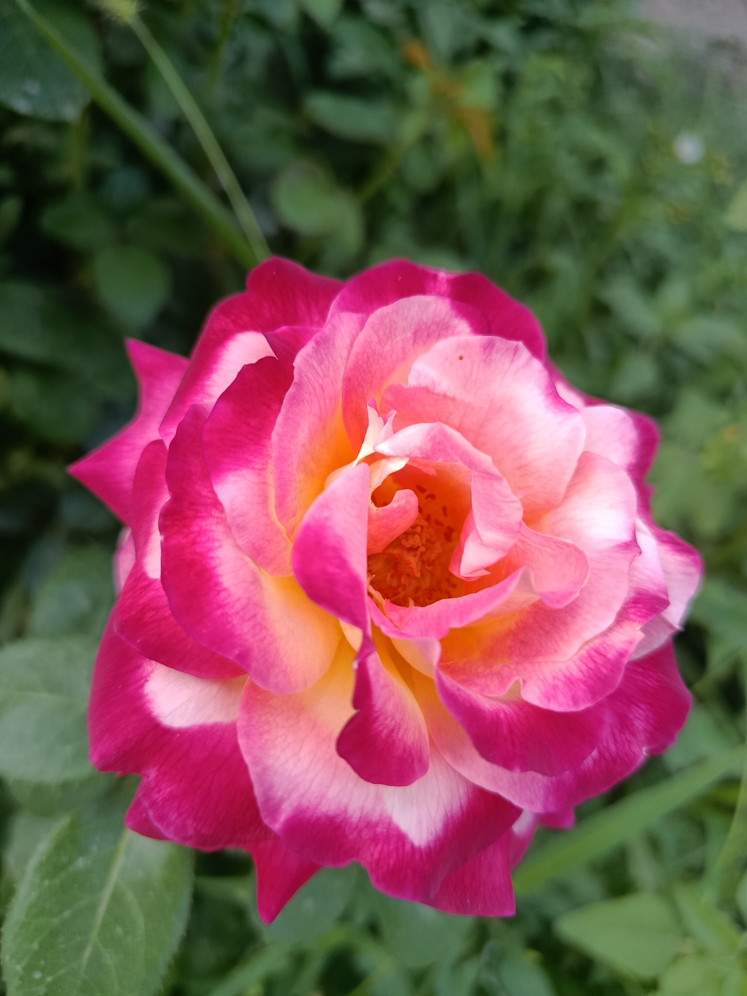 A close-up, top-down shot shows a bi-colored rose with pink edges and yellow centers. The rose is in focus, with the background of green foliage blurred. The image is a photograph taken outdoors, likely in a garden. There is no indication of the specific location in Қарасу, Kazakhstan.