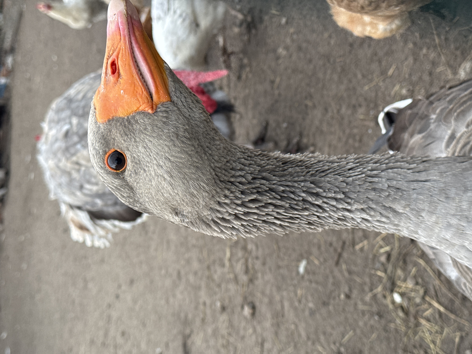 A close-up, outdoor, eye-level shot focuses on the head and neck of a gray goose with an orange beak. The goose's dark eye is prominent. Behind the goose, other birds, including chickens, are visible in the background, along with a dirt or mud ground surface. The scene appears to be an agricultural setting, potentially a farm or rural area. There are no people depicted in the image. The location is Yelyzavetivka, Ukraine.