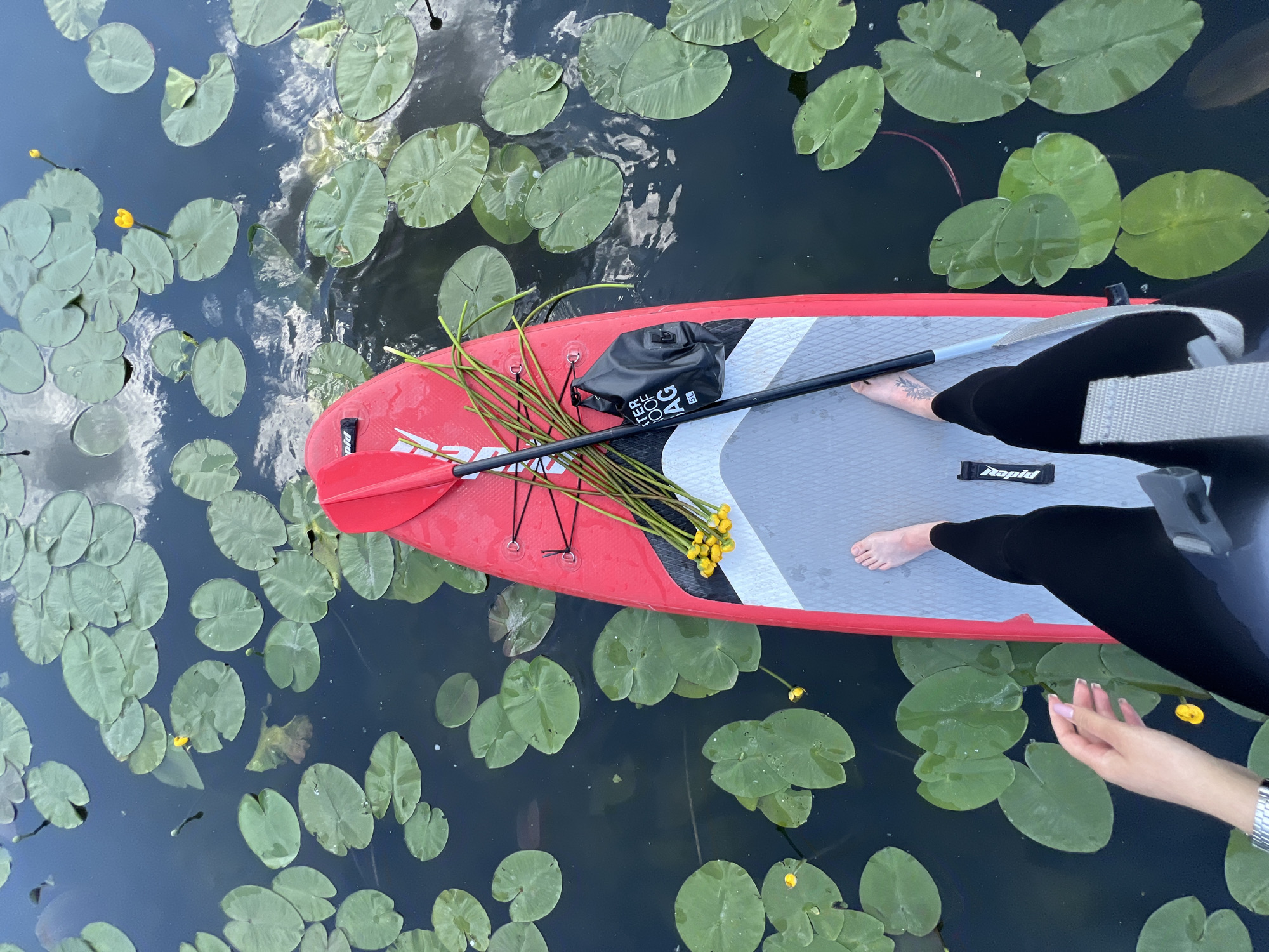 A first-person perspective shot from a stand-up paddleboard (SUP) shows a person's legs and feet, clad in black leggings, standing on the board. The SUP is red and grey and equipped with a red paddle lying on it, along with a bunch of yellow water flowers. A black waterproof bag is attached to the board. The paddleboard is on dark water, covered with numerous round green lily pads, some of which have yellow flowers. The scene appears to be a lake or calm river with reflections of clouds in the water. No specific location in Bila, Ukraine is identifiable from the visual cues.