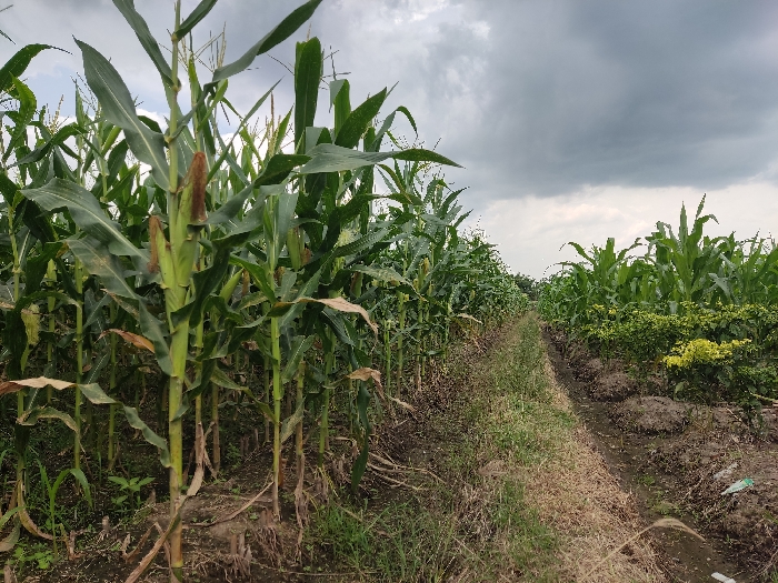 This image presents a vibrant agricultural landscape in Badas, Indonesia, primarily featuring cornfields under an overcast sky. The photograph is taken from a low angle, looking forward along a path that divides two sections of crops.

On the left side, a dense stand of tall, green corn plants dominates the foreground and extends into the midground. These plants appear mature, with broad leaves and clearly visible ears of corn forming on the stalks, some partially husked to reveal the developing kernels. The ground beneath these cornstalks is a mix of dark soil and sparse green undergrowth.

A well-defined path runs down the middle of the image, receding into the distance. This path is unpaved, composed of dry, light brown soil and patches of dried grass and weeds.

To the right of the path, another field of crops stretches outwards. While also featuring corn plants, this section includes rows of smaller, bushier plants with bright green and yellowish-green foliage, possibly a different crop or companion planting. The ground here shows more exposed dark soil with distinct furrows or small mounds.

The upper portion of the frame is filled with a vast, cloudy sky. The clouds are predominantly dark grey, indicating an overcast day or perhaps impending rain, creating a somewhat subdued natural light over the scene. No people, animals, or artificial structures are visible, and there is no discernible text within the image. The scene captures a peaceful moment in an active farming environment during a growing season.