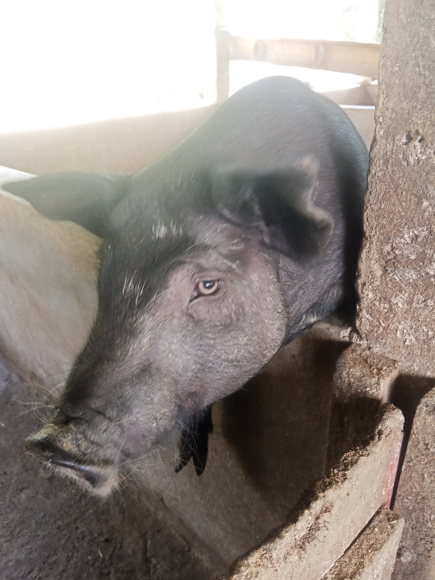 A black pig is peering over a concrete feeder in what appears to be a farm enclosure. The pig's head is mostly visible, with its snout and right eye clearly in focus. The background shows wooden structures and a bright, possibly sunlit, area. The pig is dark-colored with some lighter hairs on its face. The feeder is made of rough concrete and shows signs of wear and some scattered debris. The environment suggests an agricultural setting, likely an outdoor pen. This scene is situated in Makale, Indonesia.