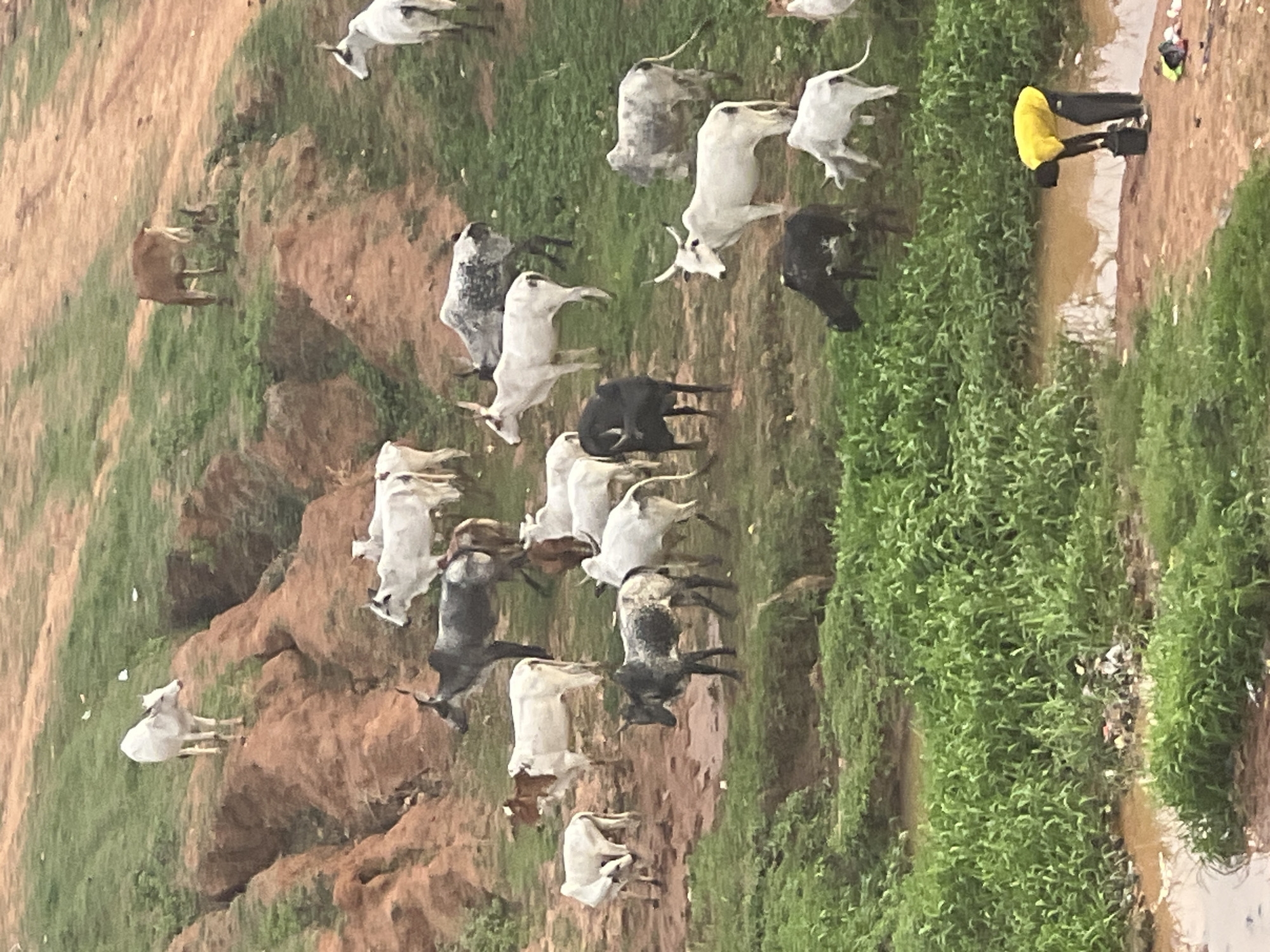 This media file captures an outdoor scene featuring a large herd of cattle and a single person in a rural or semi-rural setting, likely in Abuja, Nigeria. The image is oriented vertically, showing a landscape composed of reddish-brown earth, patches of vibrant green grass, and a narrow body of water, possibly a stream or shallow river, running along the right side of the frame.
Approximately two dozen cattle of various colors—predominantly white, but also black, brown, and grey/spotted—are scattered across the landscape. Many appear to be Zebu cattle, characterized by their humps. They are seen standing, grazing, and moving on both the grassy areas and the bare earth.
On the far right, near the water's edge, a person is visible. They are wearing a bright yellow long-sleeved shirt and dark trousers. The person is bending over towards the water, holding a dark container or object, seemingly interacting with the water, perhaps collecting it or washing something.
The terrain varies, with some areas appearing as small, eroded banks or slightly elevated ground, particularly around the central and lower left portions of the image where several cattle are positioned. The green grass is particularly dense along the water's edge. The overall impression is of a daytime scene, under clear skies, with no strong shadows indicating a particular time of day but suggesting ample daylight. There is no visible text in the image.