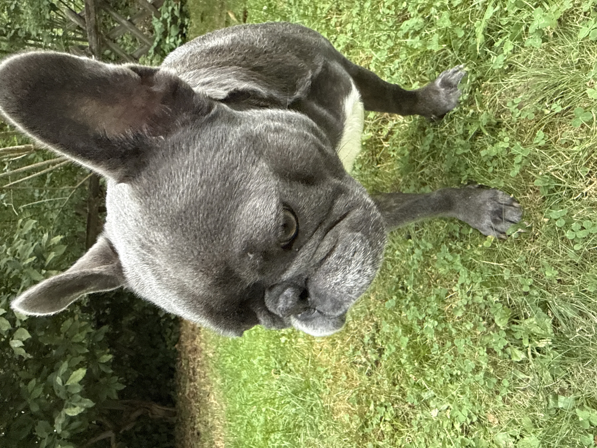 A grey French bulldog is standing on a grassy lawn with clover. The dog is facing left and looking downwards. Its ears are large and upright. In the background, there are trees and a wooden fence. The image appears to have been taken in a garden or park setting. There is no information available to confirm the location in Bad Sachsa, Germany.