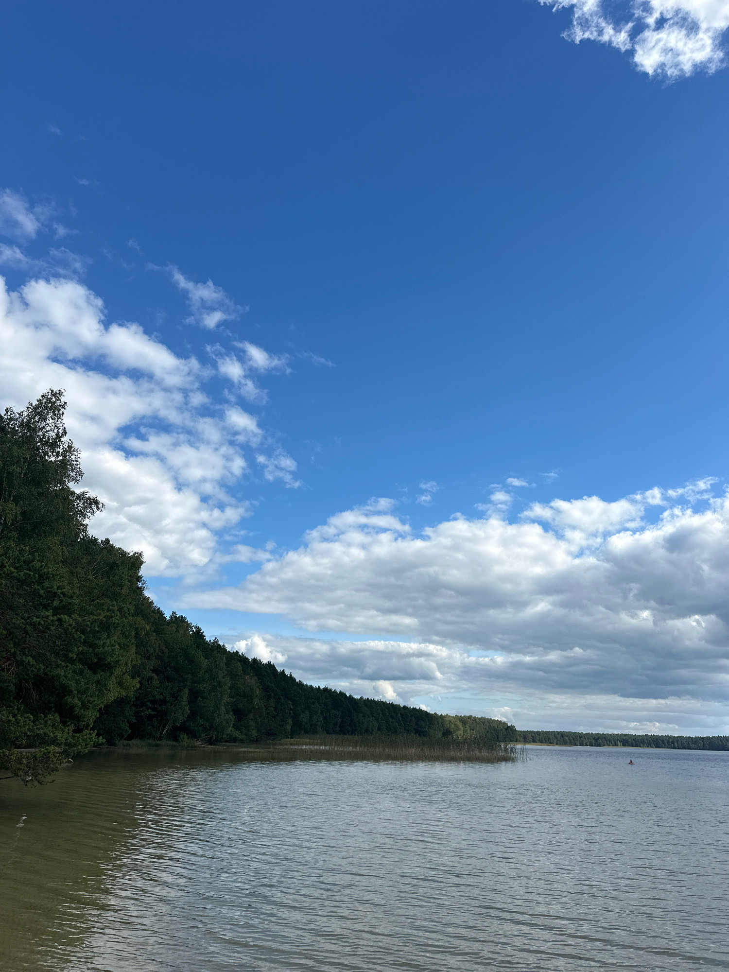 The image shows a body of water with a treeline along the far shore. The sky is blue with scattered white clouds. The water is calm with slight ripples. On the left side of the image, a dense evergreen forest lines the shore. Towards the center-right of the frame, reeds are visible along the water's edge. In the distance, a single person is visible on the water, appearing to be engaged in a water sport. The overall scene depicts a natural landscape. The location is identified as Мядзельскі сельскі Савет, Belarus.