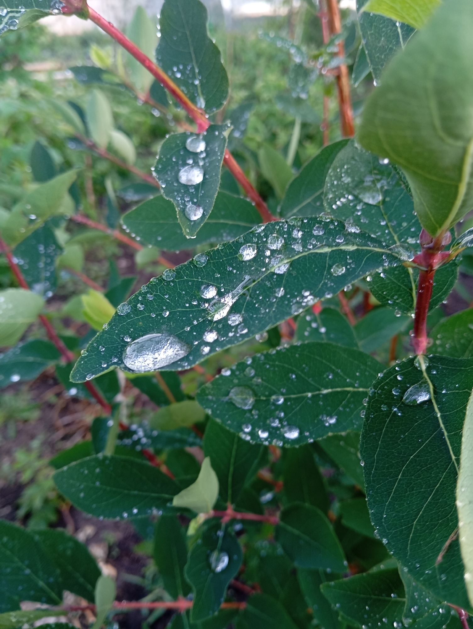 The image is a close-up, macro shot of green leaves on a bush, covered in numerous water droplets after what appears to be a rainfall. The leaves are a deep green with visible veins. Reddish-brown stems are also present, interwoven with the leaves. The background is blurred, showing more greenery and a hint of soil, suggesting an outdoor natural environment. The lighting suggests it is daytime, possibly early morning or late afternoon due to the soft illumination. There are no people or animals visible in the image. The scene is static and depicts a moment of natural beauty. The location is specified as the city of Orenburg, Russia.