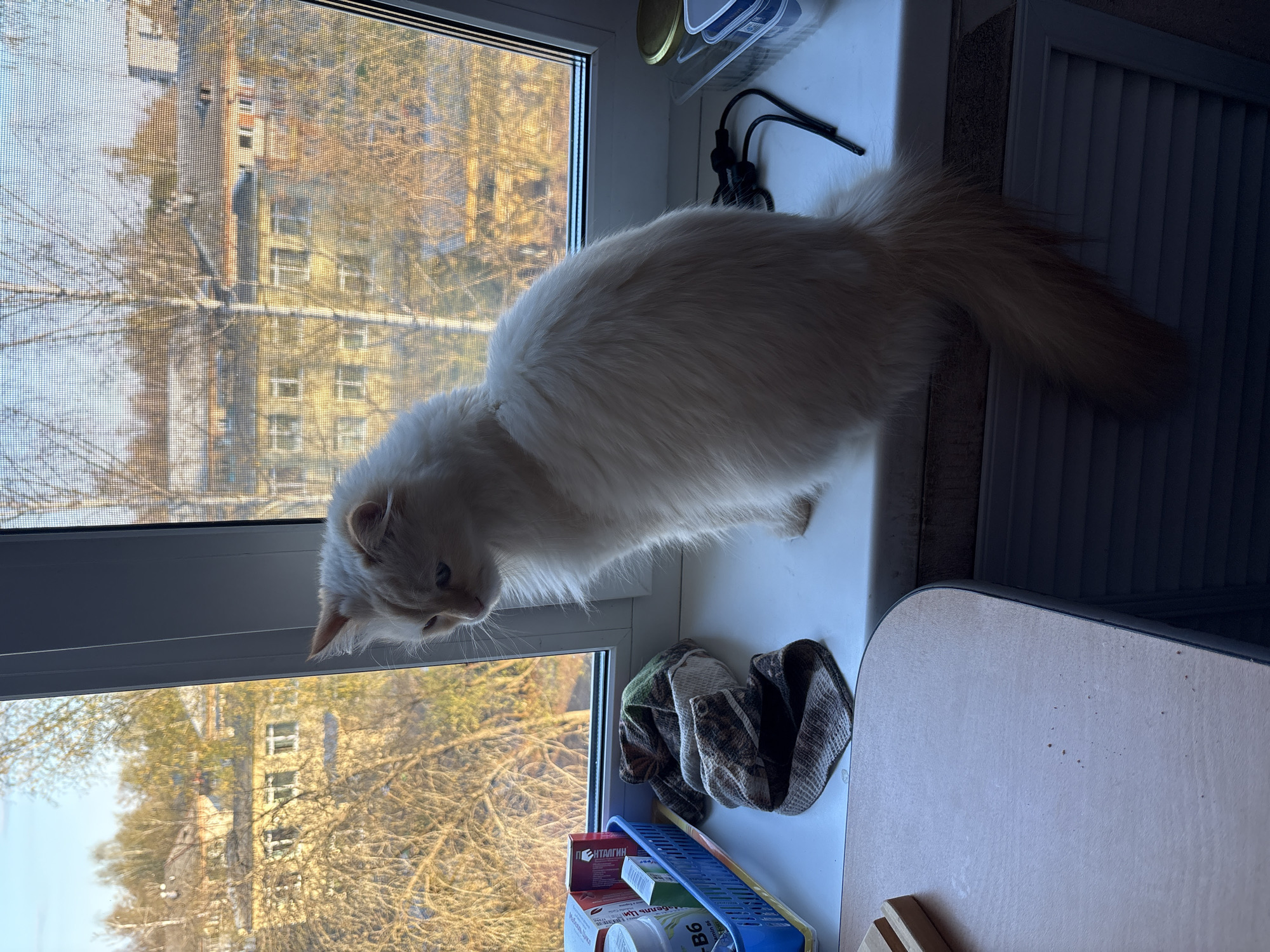 A medium shot depicts a light-furred cat with a reddish tail perched on a white windowsill. The cat is facing down and slightly to the left. Outside the window is a view of trees without leaves and a multi-story building, possibly an apartment complex. The scene is likely taken in the city of Chaikovsky, Russia, as requested. On the windowsill beside the cat are various objects, including what appears to be a cloth, boxes of medication or supplements, and a blue tray. The blinds on the side of the window are closed. The lighting in the scene suggests it is daytime, but there are areas of shadow. A desk is to the lower right of the window.