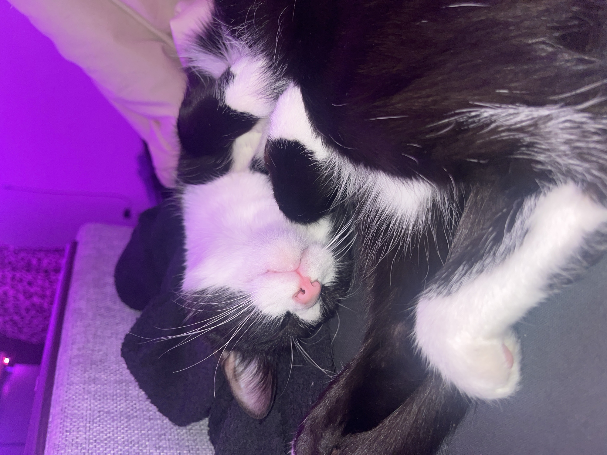 The image captures a close-up of a black and white tuxedo cat sleeping soundly indoors. The cat is curled up, with its white face, prominent pink nose, and long white whiskers facing the viewer. Its eyes are closed, indicating deep sleep.
The cat's fur is a mix of black and white, with the white markings visible on its face, chest, and paws. A single white paw, complete with a pink toe bean, is visible towards the bottom right. The texture of its fur, including both soft black patches and longer white hairs, is clearly discernible. The cat rests its head on a dark, possibly fuzzy, blanket or piece of clothing.
The scene is illuminated by a strong purple light source from the left, casting a distinct violet hue over the environment and the cat's white fur. This ambient lighting suggests an evening or nighttime setting, or the use of decorative LED lighting. The background consists of a light-colored, textured fabric, likely from a sofa or bed, visible behind the cat. The overall mood is peaceful and serene, with the cat appearing completely relaxed and comfortable. There are no people or visible text in the image.