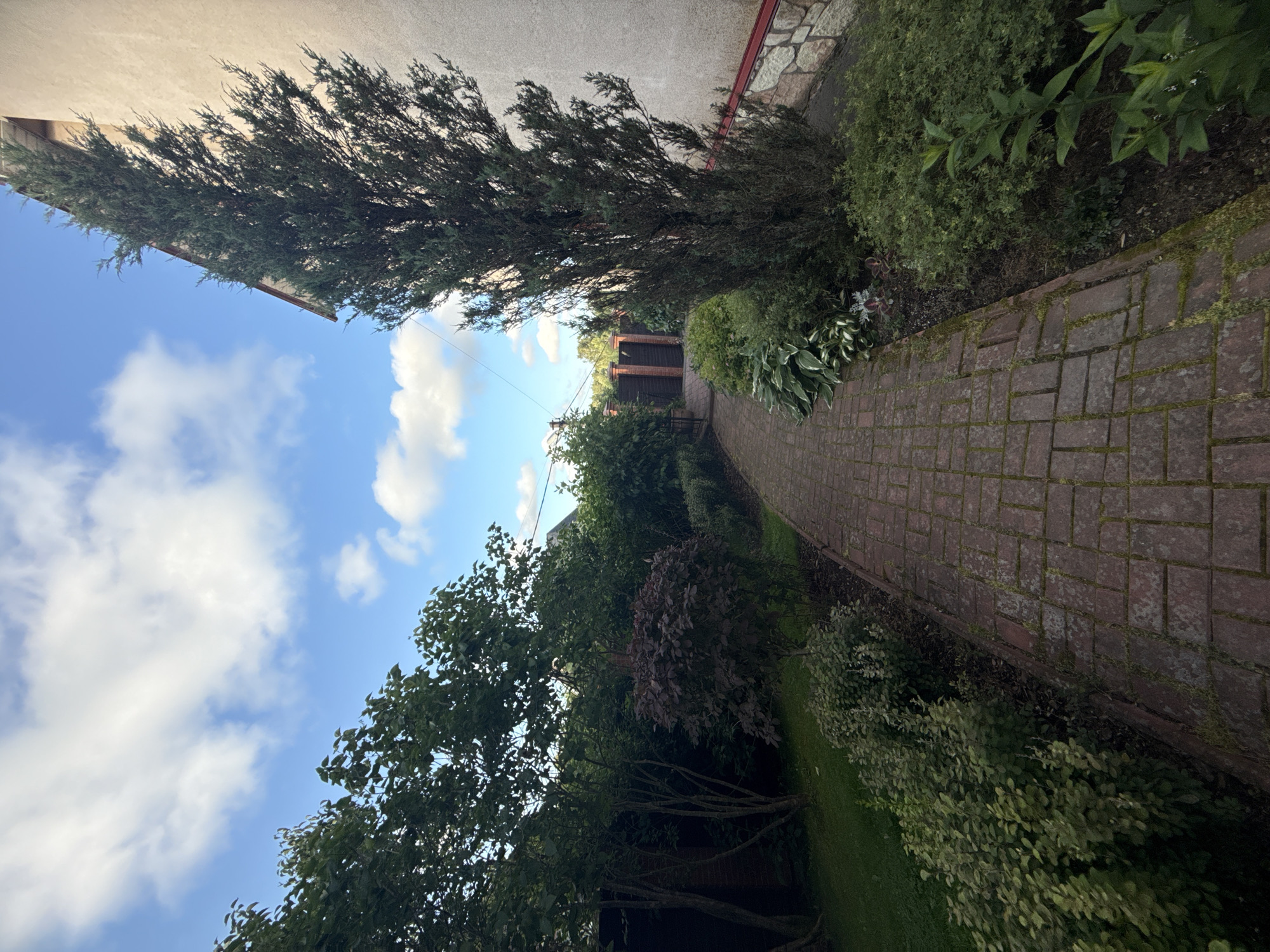 The image depicts a brick pathway winding through a garden with various plants and trees. On the right side of the pathway, a tall evergreen tree stands next to a building with a textured light-colored wall and a red trim. The pathway is made of red bricks and is bordered by lush green foliage, including hostas and smaller bushes. To the left of the pathway, there are several trees with dark green leaves, a dark red leafy bush, and a patch of green grass. In the background, a wooden fence with multiple vertical planks can be seen, and a glimpse of a house roof is visible. The sky above is blue with scattered white clouds. The scene appears to be a residential garden in a suburban or rural setting.
