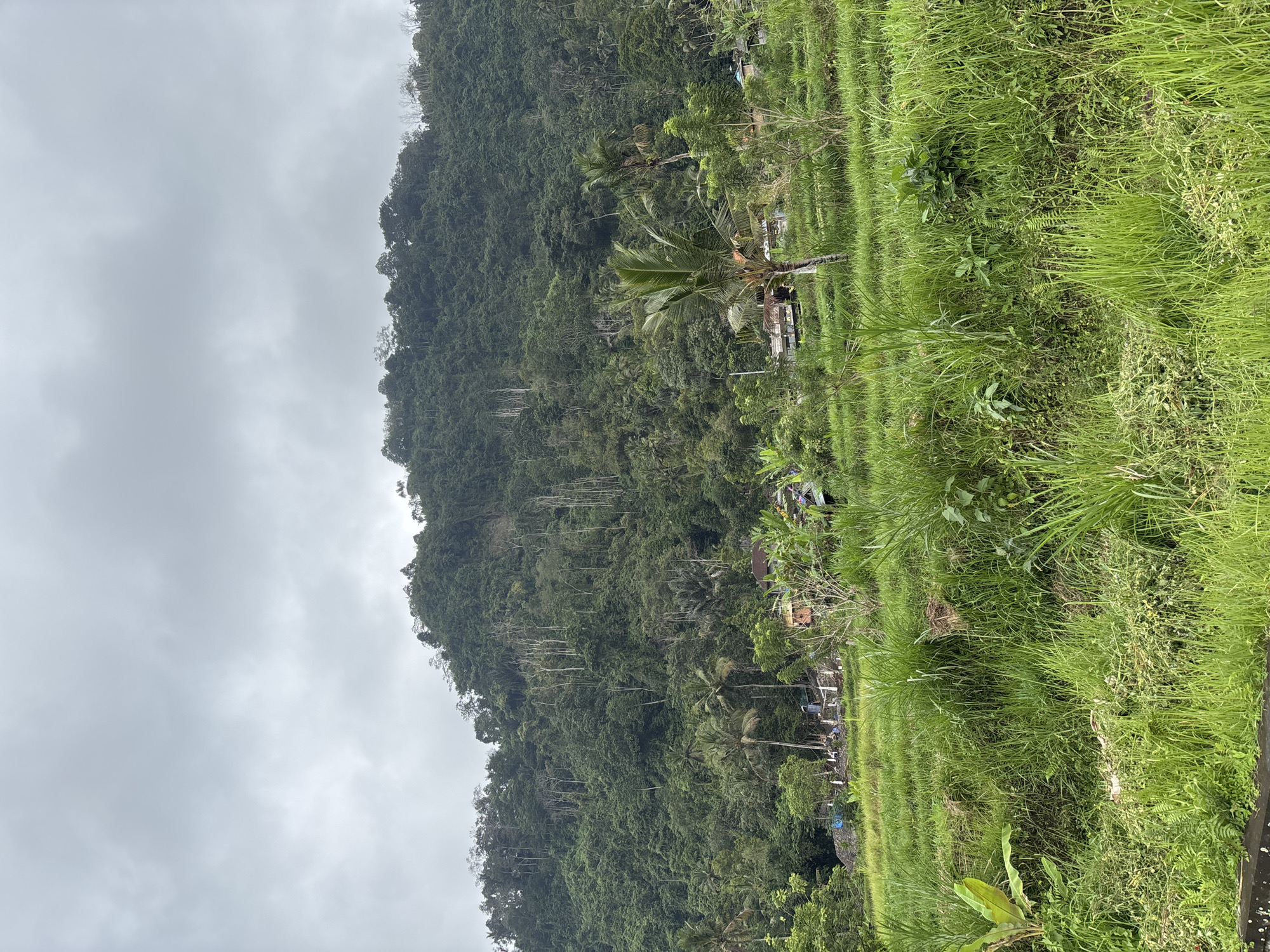 The image depicts a lush green hillside in Sidemen, Indonesia, under an overcast sky. The foreground is dominated by tall, dense green grass and some banana plants, suggesting a rural or agricultural setting. In the mid-ground, terraced fields, possibly rice paddies, are visible, also covered in vibrant green vegetation. Scattered throughout this area are small structures, some appearing to be houses with orange roofs, and other simpler buildings. Several palm trees are interspersed with the vegetation. The background is a steeply sloping, densely forested hill, with a mix of deciduous and evergreen trees, and a scattering of bare, lighter-colored trees. The overall impression is one of natural abundance and a serene, possibly agricultural, landscape.
