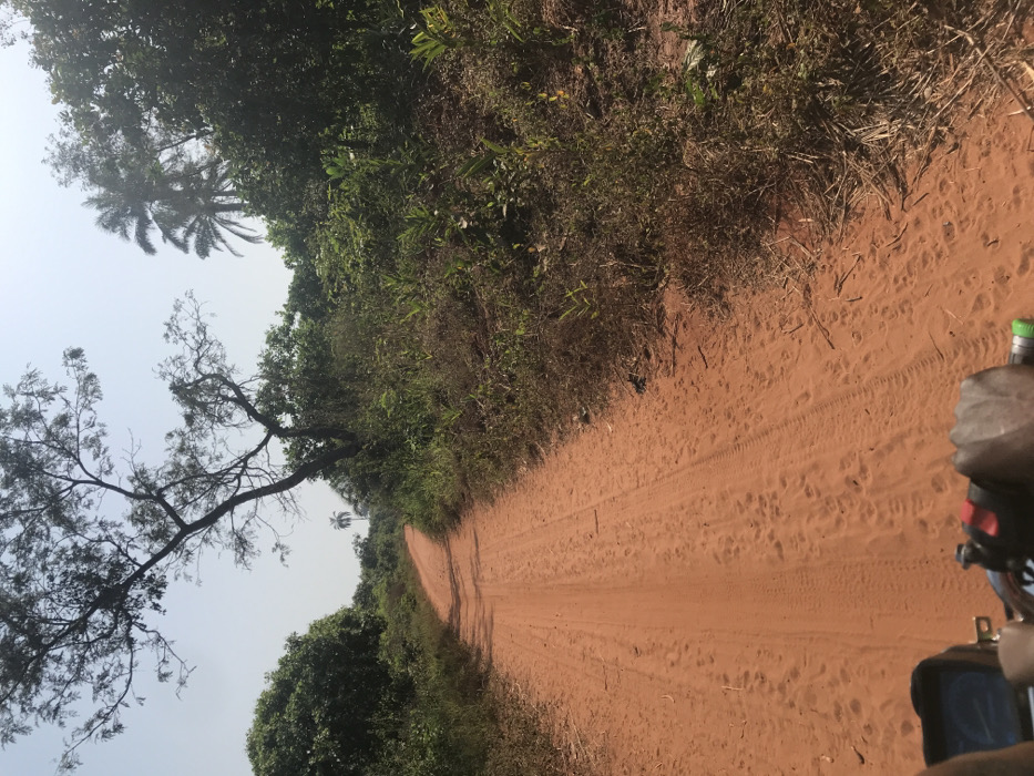 The image depicts a rural dirt road in Ogodo, Nigeria, viewed from a first-person perspective, likely from a moving motorcycle or ATV. The road surface is reddish-brown earth, exhibiting visible tire tracks, indicating recent vehicle passage. Dense, predominantly green foliage flanks both sides of the road, forming a natural corridor. To the left, a large deciduous tree with sparse branches and green leaves stands prominently against a clear, bright sky. Further down the road and in the distance, several tall palm trees are visible, particularly on the right side of the frame. The lower portion of the image shows a person's dark-skinned hands gripping the black handlebars of a vehicle, with a small digital display or instrument cluster partially visible to the left of the left hand, and a red switch or button on the right handlebar. The overall environment suggests a warm, possibly dry, climate.