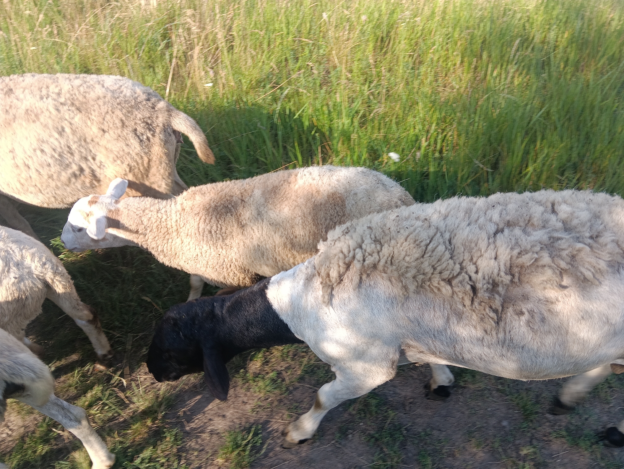 The image shows a flock of sheep in a grassy field. There are at least four sheep visible, with varying wool colors, including light brown, white, and black. One sheep in the foreground is black with a white patch on its flank. Another sheep, largely white, is to the right of the black sheep. Two other sheep, one predominantly brown and one lighter, are further back and to the left. The sheep appear to be grazing or walking through tall green grass, with some dry grass mixed in. The ground beneath them is a mix of dirt and grass. The lighting suggests it is daytime, possibly late afternoon or early morning, with the sun casting shadows and highlighting the texture of the sheep's wool. The overall scene depicts a pastoral setting. There is no visible text.