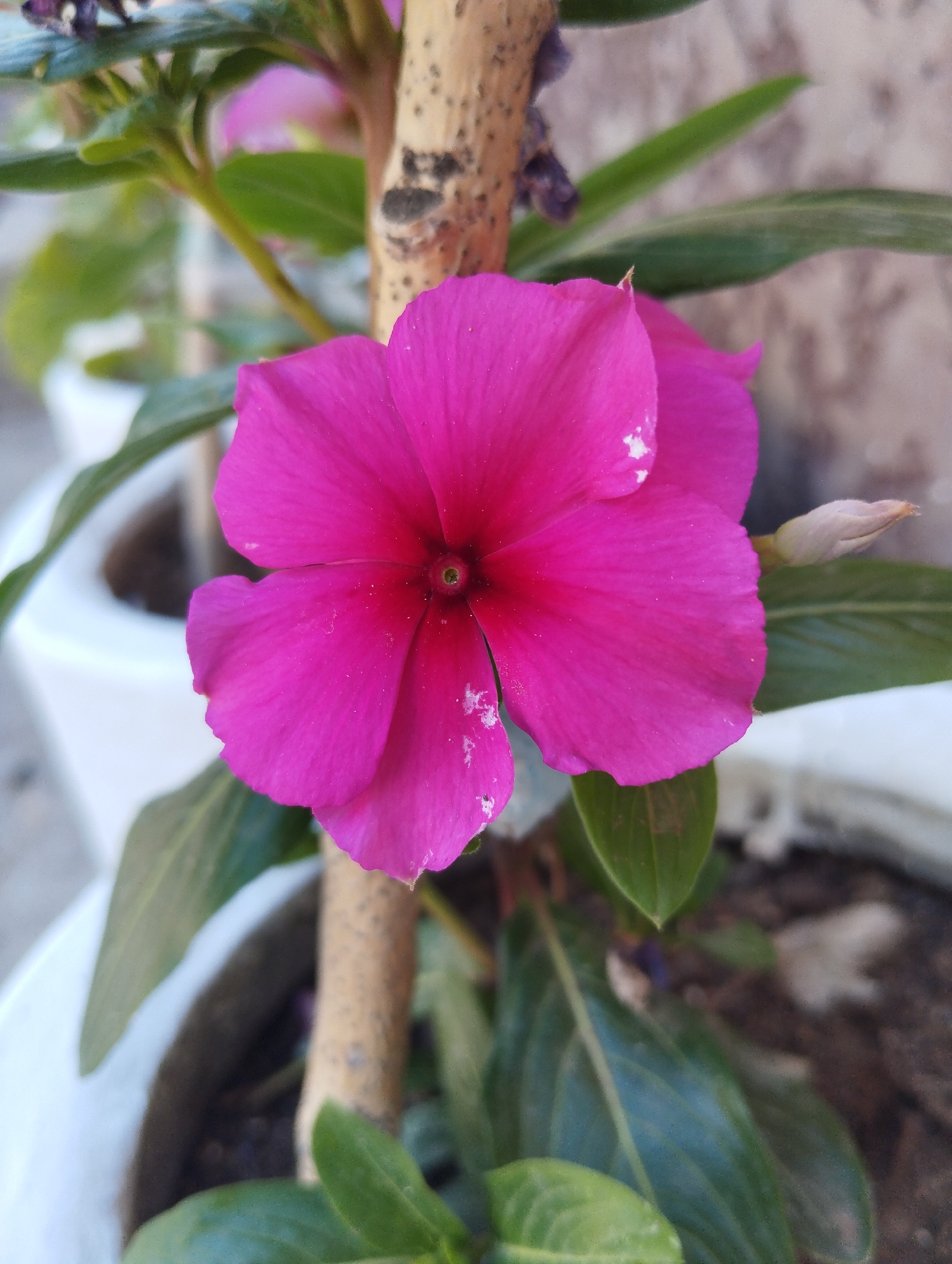 A vibrant pink flower is in full bloom, its petals slightly splayed open to reveal a deep red center. The flower is positioned centrally in the frame, with a textured brown stem running vertically through it. Lush green leaves surround the bloom, some of which are out of focus, creating a soft bokeh effect. In the background, a white pot, also out of focus, suggests the flower is potted. The overall environment appears to be outdoors, with hints of a blurred, neutral-colored wall or structure behind the plant. There are no people or animals present in the image. The setting is likely a garden or balcony in Iskra, Kyrgyzstan, given the context provided, though no specific landmarks of the city are discernible.