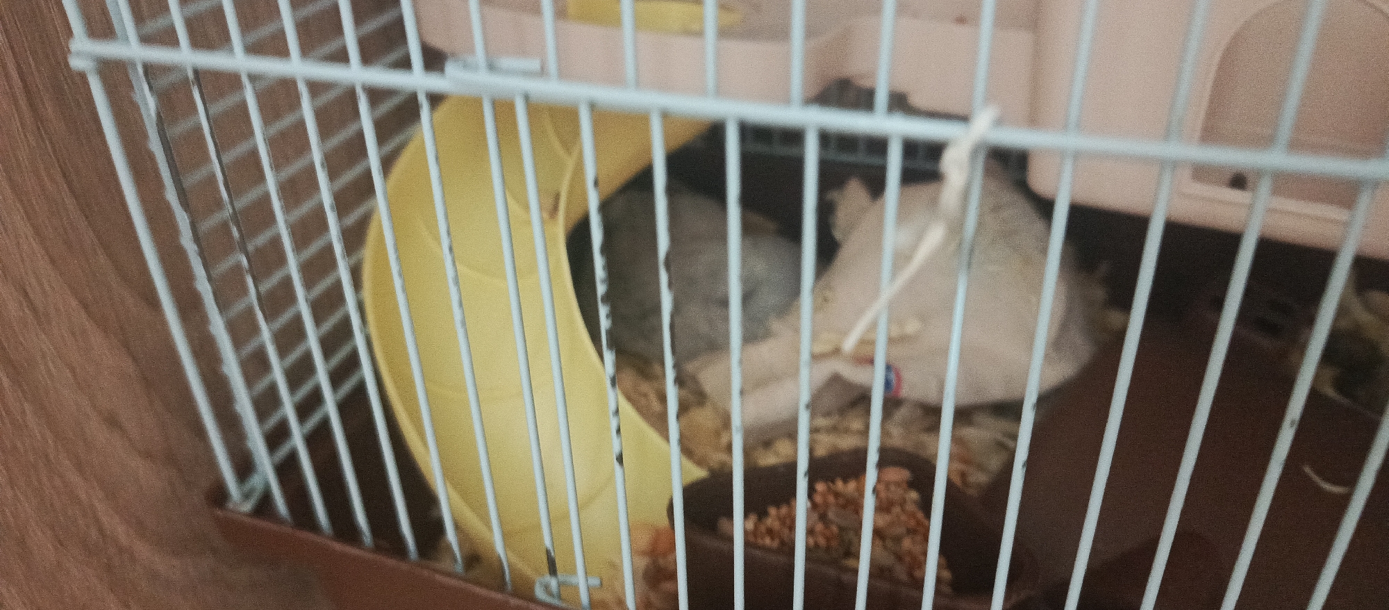 A small, light-colored animal, possibly a hamster or gerbil, is partially visible in the middle right of the frame. It is lying down next to a white fabric object, possibly bedding or a food pouch. In the background, a yellow wheel and a dark brown food dish filled with small, light-colored grains are visible. The scene is contained within a light blue and brown cage, with thin white bars creating a grid pattern across the image. The cage appears to be on a wooden surface. The image does not contain any information about a location in Buguruslan, Russia, or any human presence.
