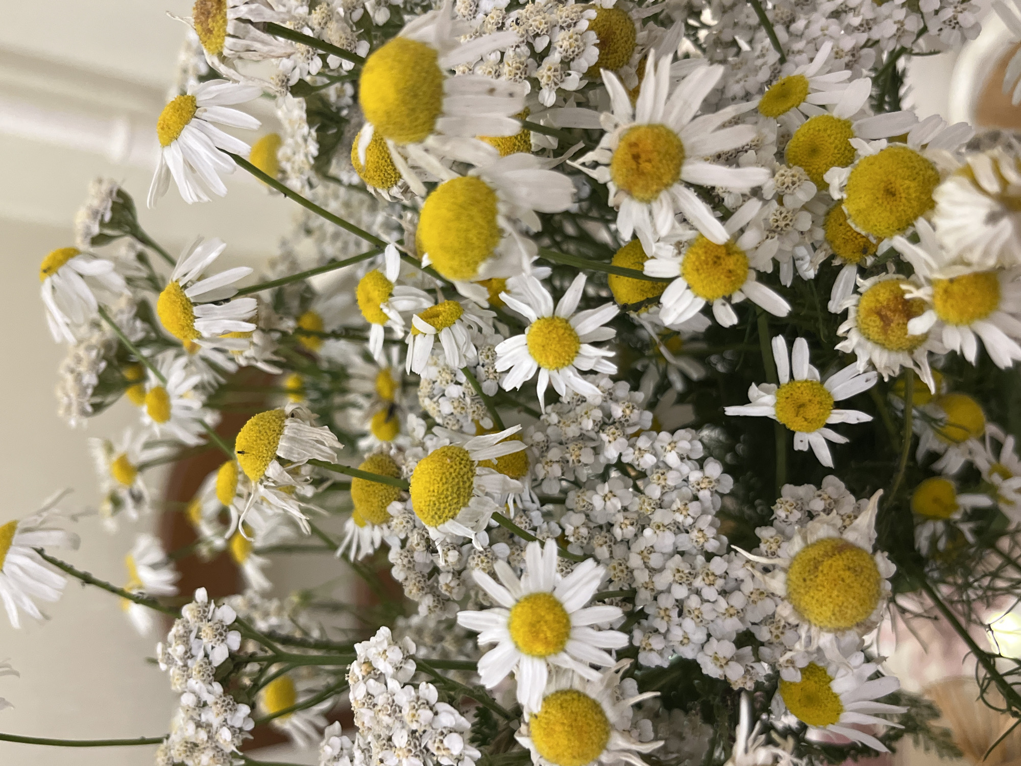 A close-up, eye-level shot shows a bouquet of white and yellow daisies and smaller white flowers, possibly yarrow, against a blurred neutral background. The daisies have white petals and bright yellow centers, with some showing signs of wilting. The smaller white flowers are clustered together, creating a delicate texture. The lighting is soft and natural, highlighting the details of the flowers. The image appears to be taken indoors, as suggested by the diffused lighting and indistinct background. There is no visible indication of the city of Ivanteyevka, Russia, or any other specific location. The focus is entirely on the floral arrangement.