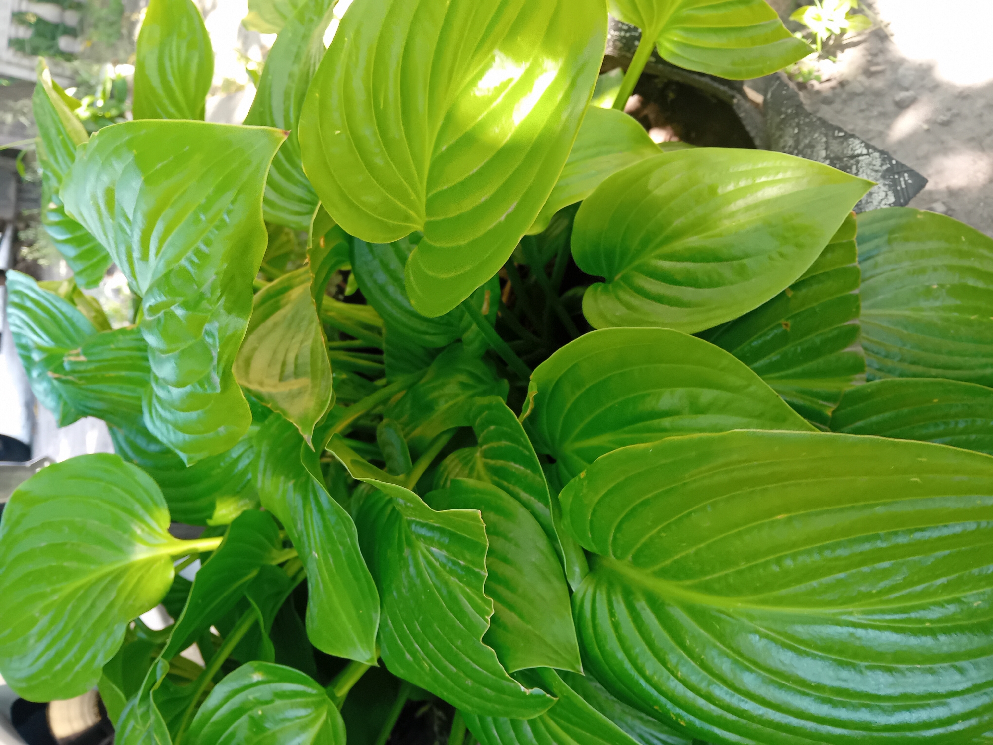 In the city of Chuhuiv, Ukraine, a close-up, high-angle shot captures a dense cluster of vibrant green hosta leaves bathed in sunlight. The leaves are broad and ovate, with prominent parallel veins, and some exhibit a glossy sheen, reflecting the light. The texture of the leaves appears smooth and slightly wavy. The background is slightly blurred, showing glimpses of grey concrete, soil, and possibly the base of a planter or garden bed. The overall impression is of lush, healthy foliage in an outdoor setting.