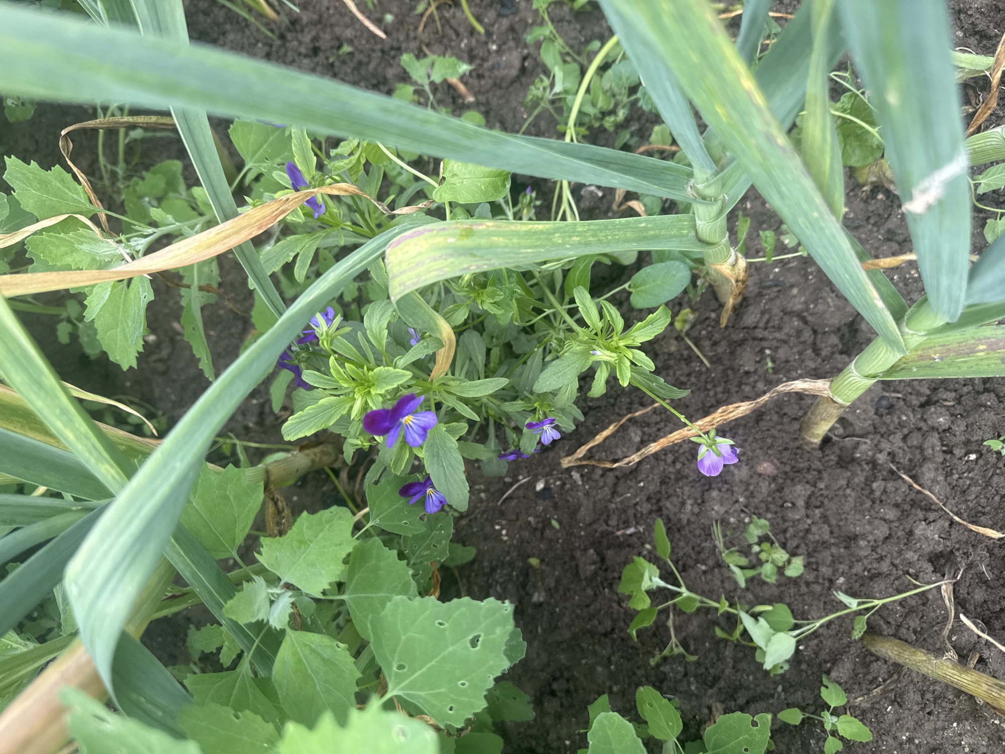 The image shows a close-up view of a garden bed in Sarnevo, Bulgaria. Leek plants with green and some yellowing leaves are present, along with smaller purple Viola flowers and various green weeds, including Chenopodium album. The soil is dark and visible between the plants.