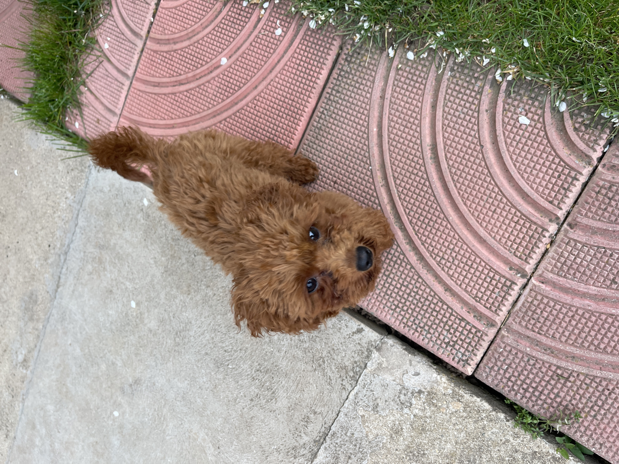 A medium shot depicts a small, brown poodle resting on a pavement. The dog is positioned on the left of the image, looking up towards the camera with a curious expression. Its fur is dense and curly, obscuring some of its facial features, but its dark eyes are visible.
The dog is partially situated on a light gray concrete slab. Adjacent to the concrete, there are two pink, textured tiles. These tiles are semicircular in shape and are laid adjacent to each other, creating a pattern. Grass and small white petals are interspersed between the tiles and at the edges of the concrete slab.
The location is unknown, and there is no definitive information in the image to associate it with the city of Sofia, Bulgaria. The scene suggests an outdoor environment, possibly a residential area or a park.