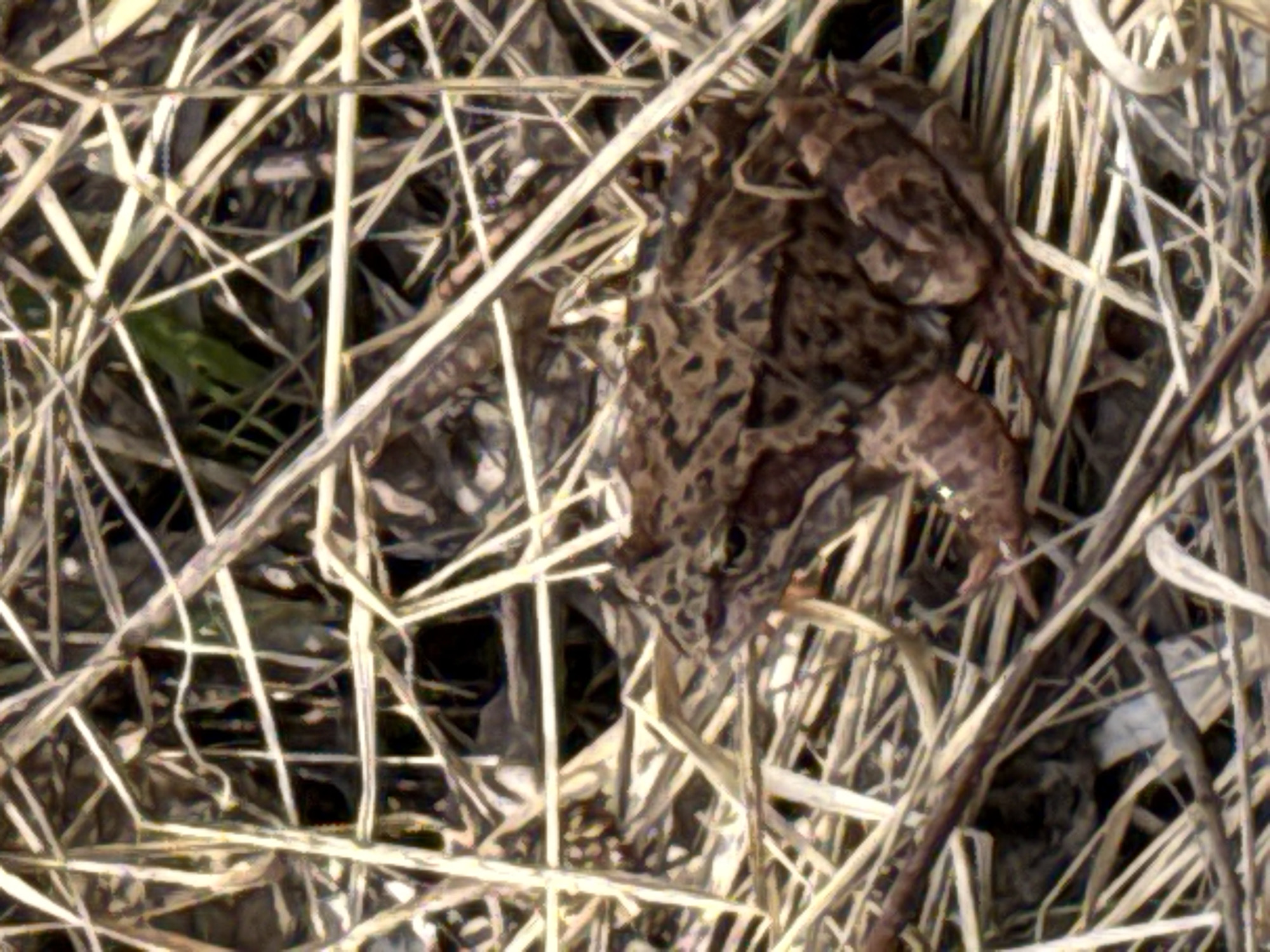 A brown and tan frog sits among dry, brittle straw. There is no visible indication that the image was taken in Dmitrov, Russia. No people, actions, or interactions are visible.