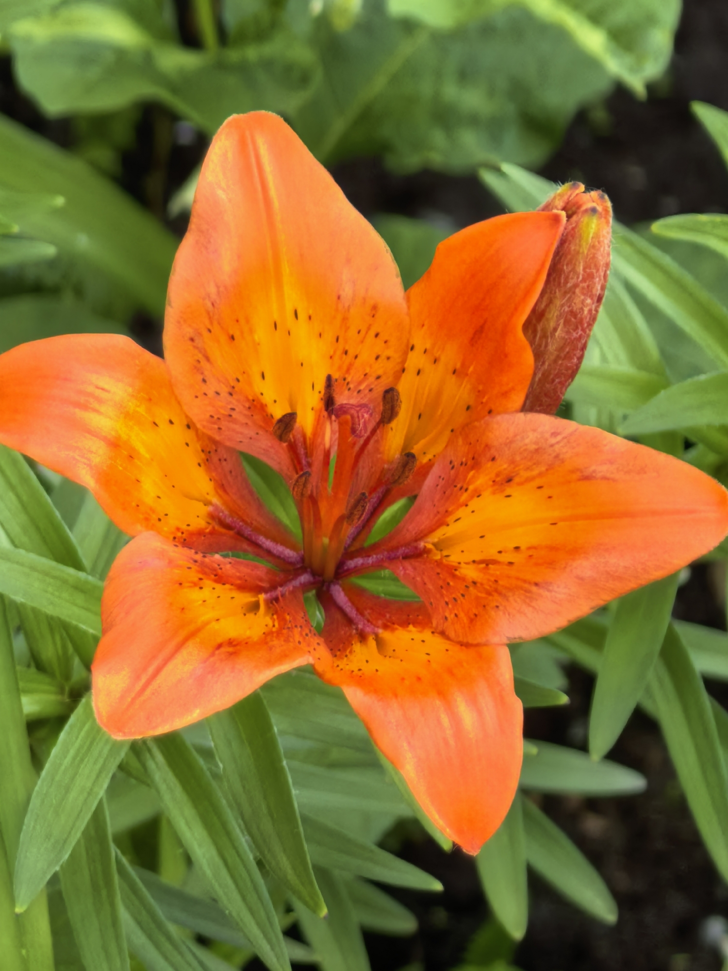 A single, vibrant orange lily flower is captured in a close-up, centered composition. The flower presents six prominent, reflexed petals, predominantly orange with a luminous yellow-orange hue concentrated towards the center. Scattered dark brown or black freckle-like spots are visible across the inner surfaces of the petals. The flower's reproductive organs are clearly visible in the center, featuring multiple stamens with dark brown, pollen-dusted anthers supported by green filaments, surrounding a central pistil with a greenish stigma and a purple style. To the upper right, an unopened lily bud, displaying a similar orange-red coloration and a textured surface, is partially visible. The background consists of out-of-focus green foliage, likely the plant's leaves, and darker, indistinct patches of ground or shadows, indicating an outdoor garden setting. No human figures or specific architectural elements are present. The lighting appears soft and even, suggesting natural daylight.