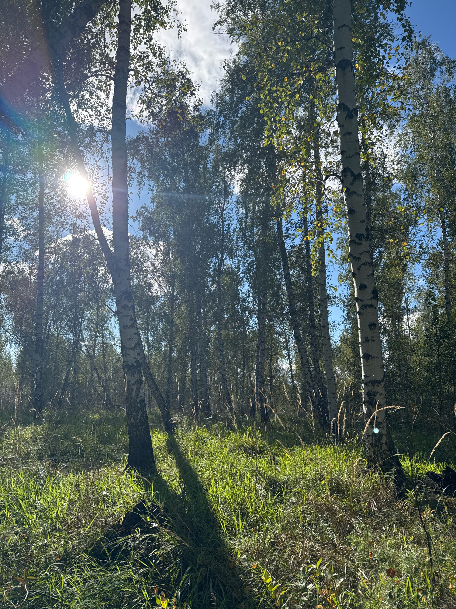 The image depicts a sun-dappled forest with a mix of birch and other deciduous trees, likely in Zapadny, Russia, given the provided context. Sunlight streams through the canopy, creating lens flares and casting long shadows on the lush green grass and dry, feathery stalks of prairie grass in the foreground. The trees are tall and slender, with the distinctive white bark of birch trees being prominent. The sky is blue with scattered white clouds. There are no people or animals visible in the scene. The overall impression is one of a serene, natural environment, possibly a woodland clearing or the edge of a forest. The presence of tall grasses suggests a natural, unmanicured landscape, typical of rural or semi-rural areas.