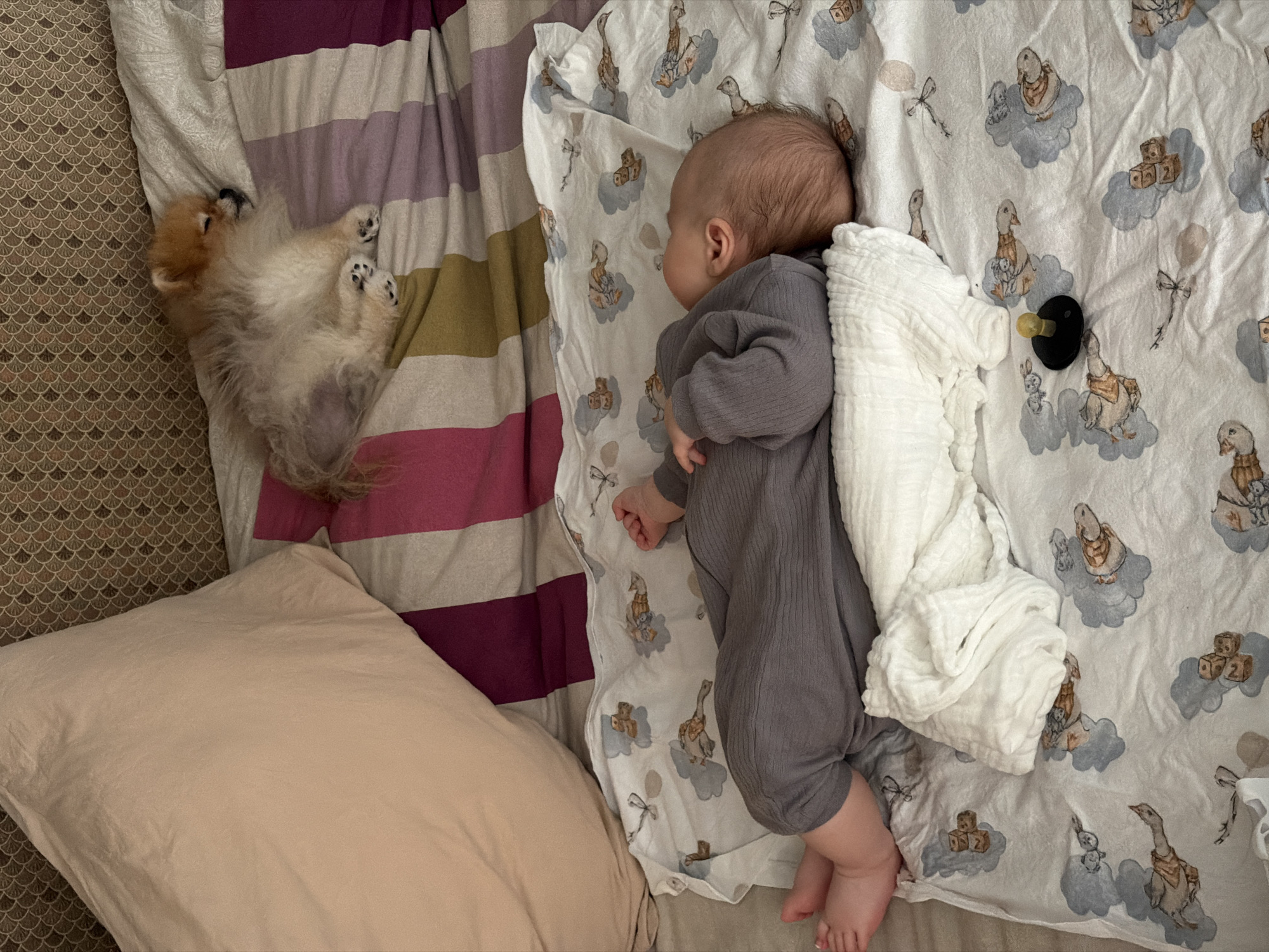The image captures a peaceful indoor scene featuring a sleeping baby and a sleeping dog. The setting appears to be a bed or a cozy resting area.
On the left side of the frame, a small, fluffy Pomeranian dog, predominantly light brown and orange, is seen sleeping on its back with its paws playfully extended upwards. The dog rests on a striped blanket displaying hues of purple, off-white, and olive green. Adjacent to the dog is a textured surface with a scallop-like pattern in brown tones, possibly a rug or part of a bed frame.
On the right side, a baby is asleep on its side, facing away from the camera. The baby wears a gray, long-sleeved romper and is nestled on a white blanket adorned with a charming pattern of ducks or geese floating on clouds, accompanied by illustrations of wooden blocks (some depicting the numbers "1" and "2"), balloons, and small bunnies. A soft, white, muslin-like blanket partially covers the baby. A black pacifier with a yellow nipple lies on the patterned blanket near the baby's head.
In the bottom left corner, a plain, light beige pillow rests partially on the striped blanket and the patterned surface. The overall atmosphere is one of calm and tranquility, depicting a quiet moment of rest for both the infant and the pet. No visible text is present in the image.