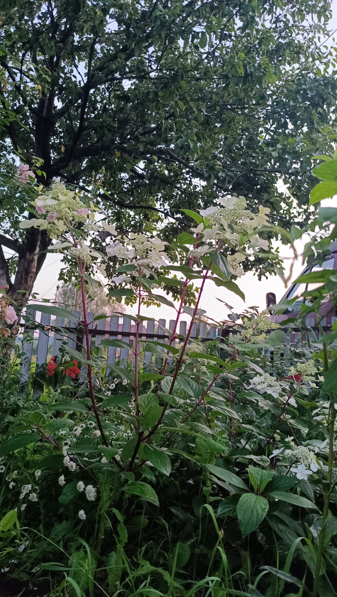 This is a photograph of a garden, likely taken in a residential area of Karsha, Russia. The scene is dominated by lush green foliage and flowering plants. In the foreground, there is a large bush with clusters of white flowers and prominent red stems. The flowers are delicate and appear to be a variety of hydrangea or a similar flowering shrub. Smaller white flowers are also visible scattered among the greenery. Behind this central plant, a weathered gray wooden fence runs horizontally across the midground. Beyond the fence, a large tree with dark green leaves occupies the upper portion of the image, its branches extending across the frame. The sky is overcast or the light is subdued, suggesting it might be early morning, late evening, or a cloudy day. The overall impression is one of a natural, overgrown garden, possibly in a rural or suburban setting within Karsha. No people or animals are visible in the image.