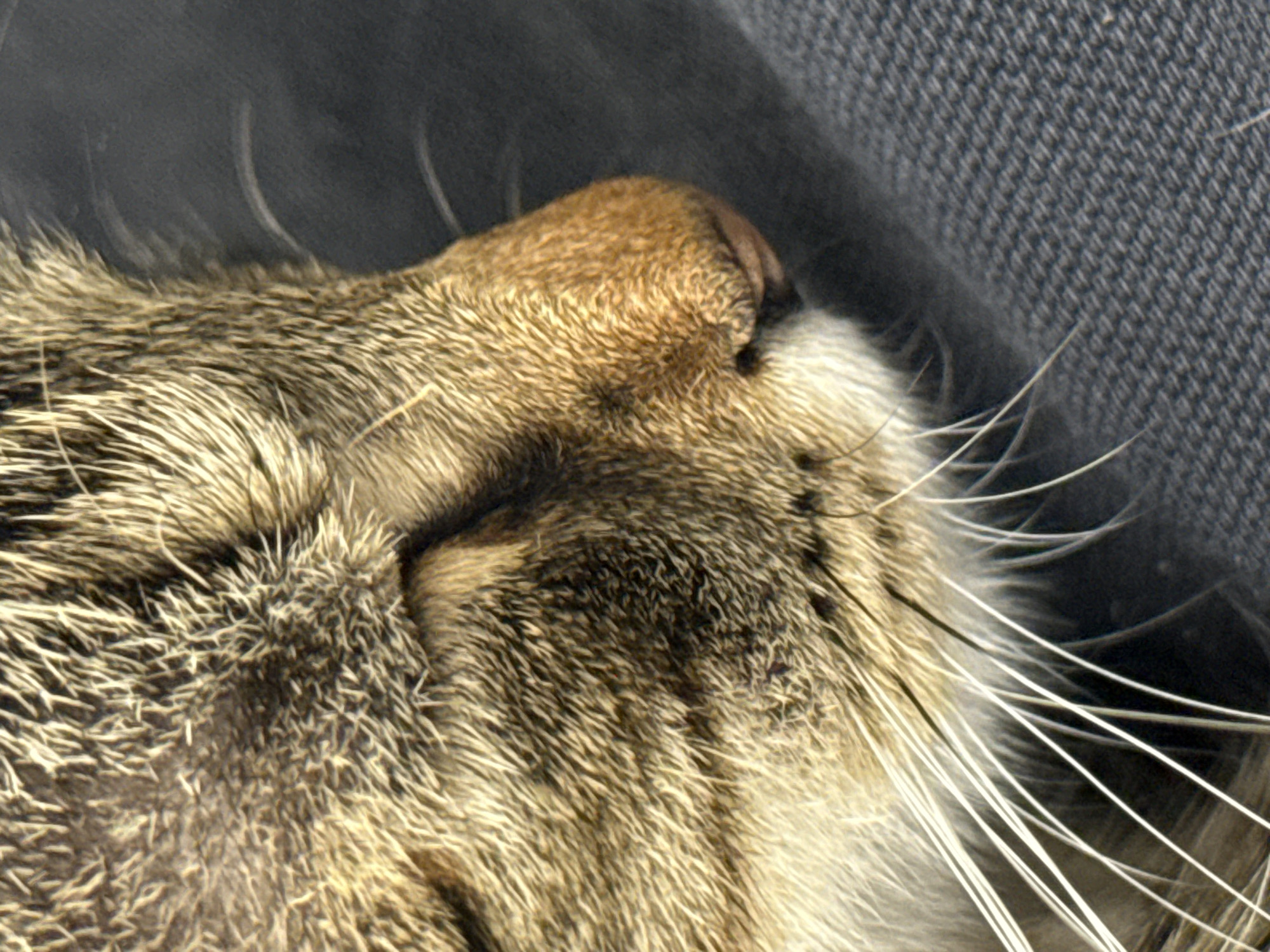 Close-up of a tabby cat's head resting on a gray, textured surface. The cat is lying on its side, with its eyes closed and long white whiskers prominent. The cat's fur is a mix of brown and beige colors.
The location cannot be determined based solely on the image.