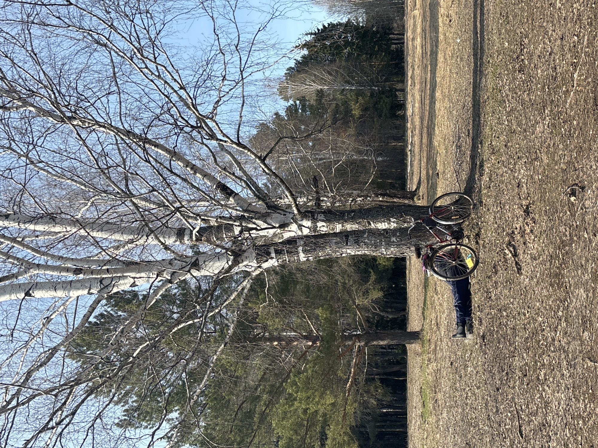 A horizontal image shows a person standing in a field holding a bicycle near a birch tree. The scene is likely in a park or wooded area in Chaikovsky, Russia.
The person is wearing dark pants and shoes. They are holding a red bicycle with its tires facing up and outward, seemingly resting it against the trunk of a large birch tree. The birch tree dominates the left side of the frame, its white bark contrasting against the sky. Its branches are bare, suggesting it is late fall or early spring.
The ground is covered in dry leaves and grass, indicating a transition season. In the background are other trees, including both deciduous and evergreen varieties, forming a dense forest edge. The sky is pale blue and visible through the branches of the birch tree. A sun illuminates the right side of the image.