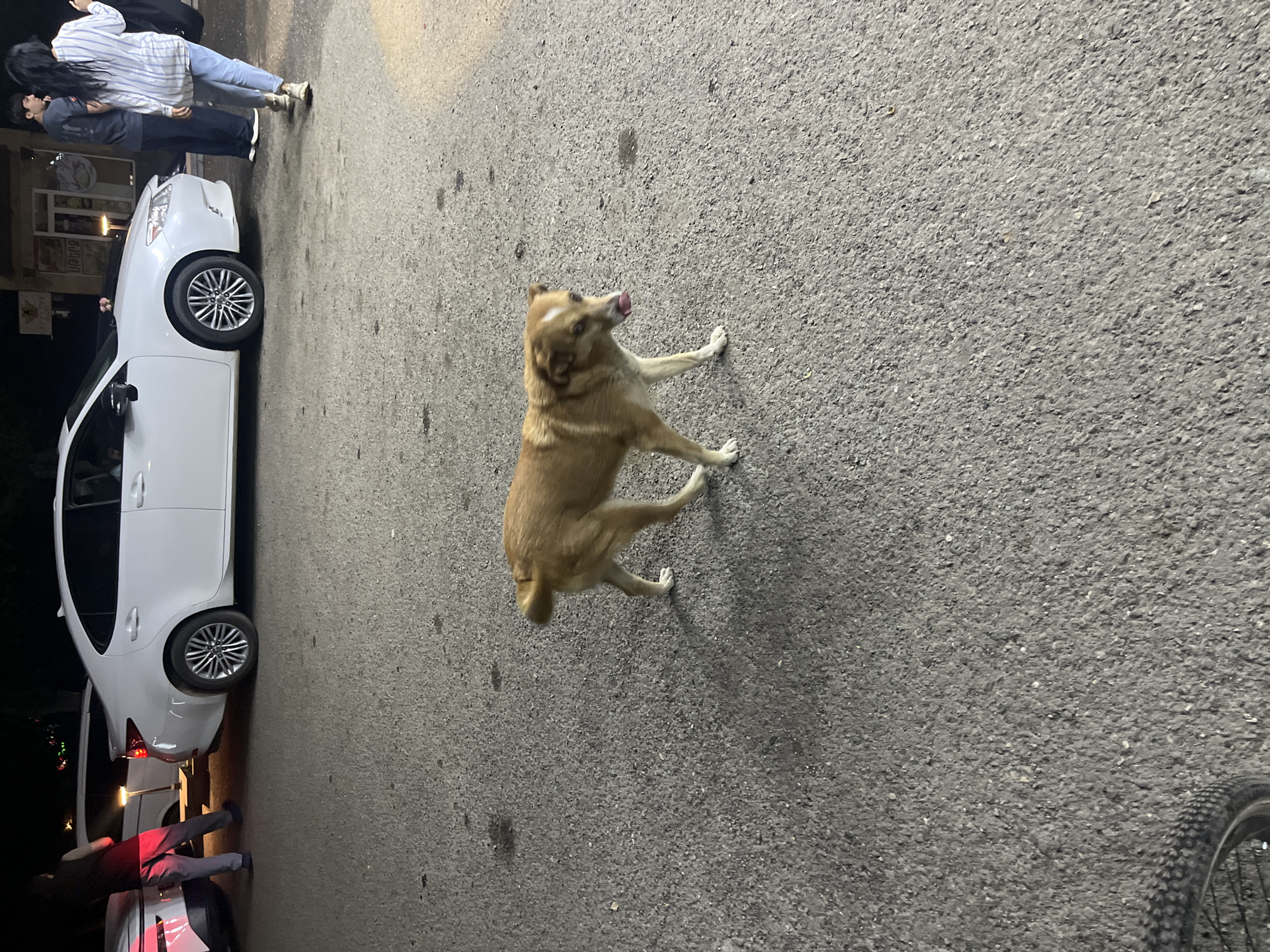 A tan dog with a white marking on its forehead walks on an asphalt road. The dog is in the foreground of the image, facing right, with its tongue sticking out. Behind the dog, a white sedan is parked on the side of the road. To the left of the sedan, another white car is partially visible. Several people are standing near the cars, including a man in a black shirt and grey pants, a man in a dark t-shirt and blue pants, and a woman in a striped shirt and jeans. The scene appears to be taking place at night, with artificial lighting illuminating the area. There are some dark stains on the asphalt. In the bottom left corner of the image, a bicycle tire is visible.