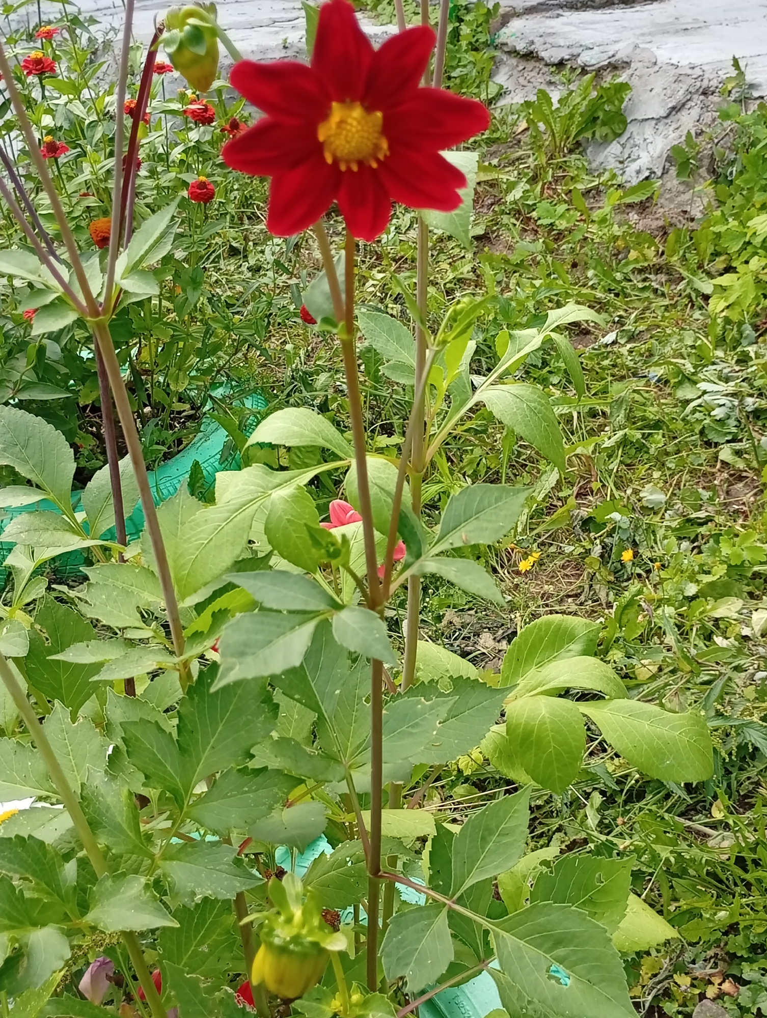 The image shows a close-up view of a red dahlia flower in full bloom, with its yellow center clearly visible. The flower is positioned in the foreground, with its stem and leaves taking up a significant portion of the frame. In the background, there are other dahlia flowers in various stages of bloom, as well as lush green foliage and some patches of bare earth. A light-colored concrete path is visible in the upper right corner of the image, suggesting an outdoor garden setting. The overall impression is one of a vibrant, natural scene.
The provided information states the location is Pavlovsky Posad, Russia. However, there are no specific visual cues within the image that definitively pinpoint its location to this city. The scene appears to be a typical garden or park area, which could be found in many places. There are no identifiable landmarks or architectural features that would confirm or deny the specified location.