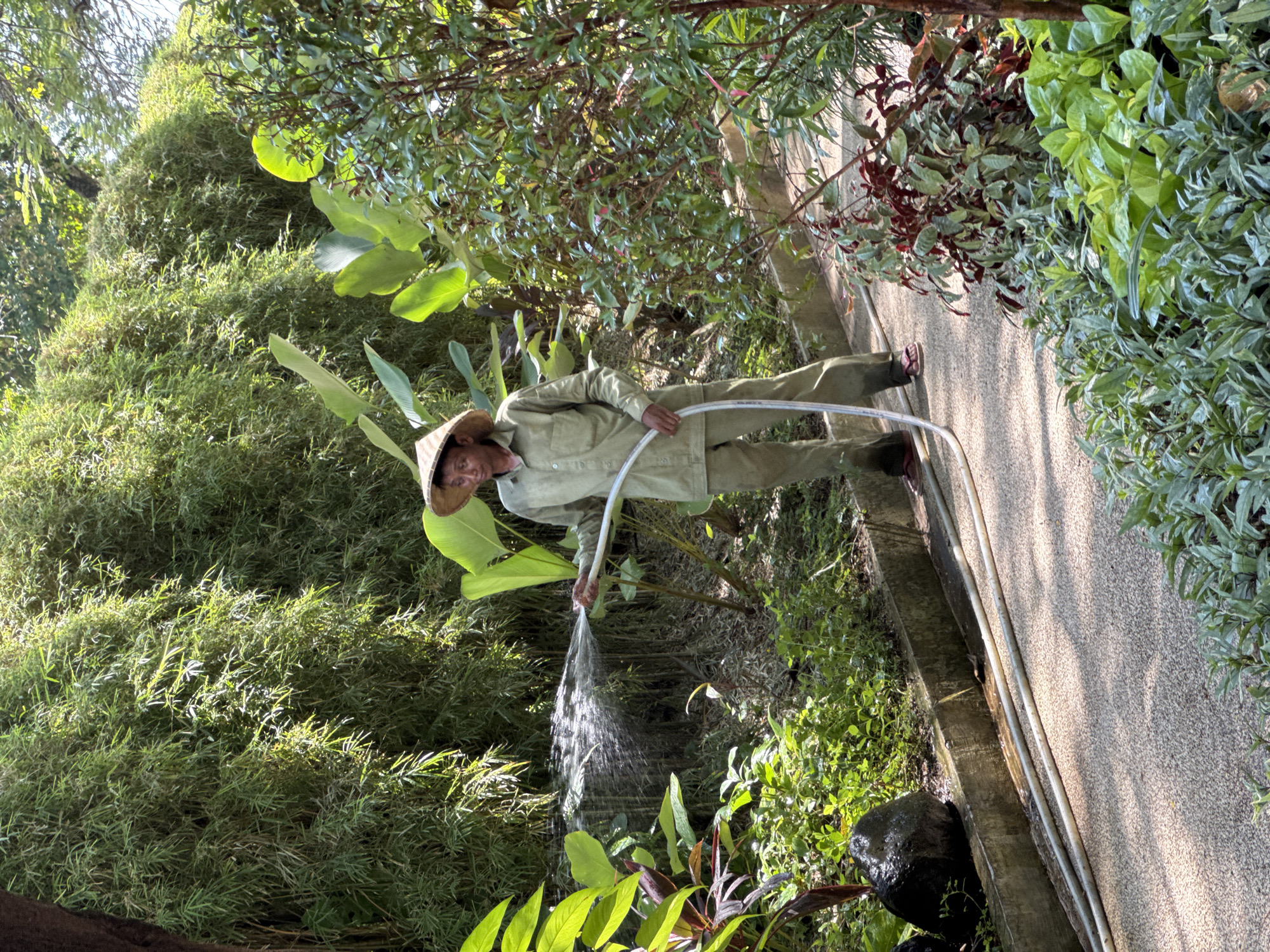 In Kuta Selatan, Indonesia, a person wearing a traditional conical hat and light green work clothes is standing on a stone pathway. They are holding a white hose and watering the surrounding vegetation. The environment consists of lush green plants, including bamboo, various shrubs, and large-leafed plants. The pathway is bordered by a concrete edge, and sunlight casts shadows on the scene.