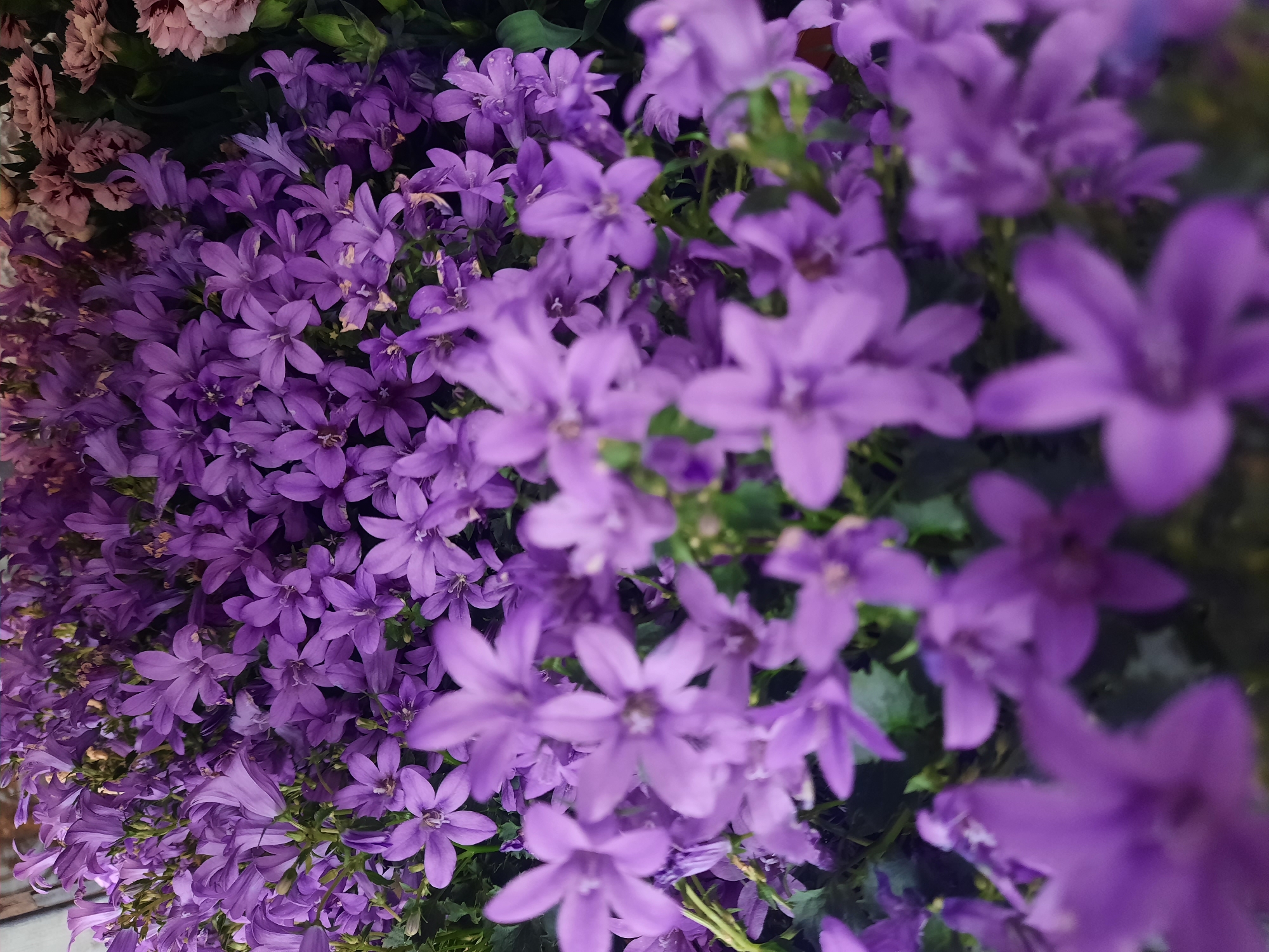 The image displays a dense cluster of small, bell-shaped purple flowers, likely Campanula, filling the frame. The flowers exhibit a vibrant purple hue, with some appearing as buds and others fully bloomed, revealing delicate petals and darker centers. The background is a soft blur of more of these purple flowers, with hints of pinkish flowers and dark green foliage visible to the right and in the upper portion of the image. The focus is shallow, with the foreground flowers rendered in sharp detail and the background becoming progressively out of focus, creating a sense of depth and highlighting the floral subject. There are no people or discernible actions depicted. The scene is purely botanical. There is no information in the image that would allow for the determination of its location in the city of Rosenheim, Germany.