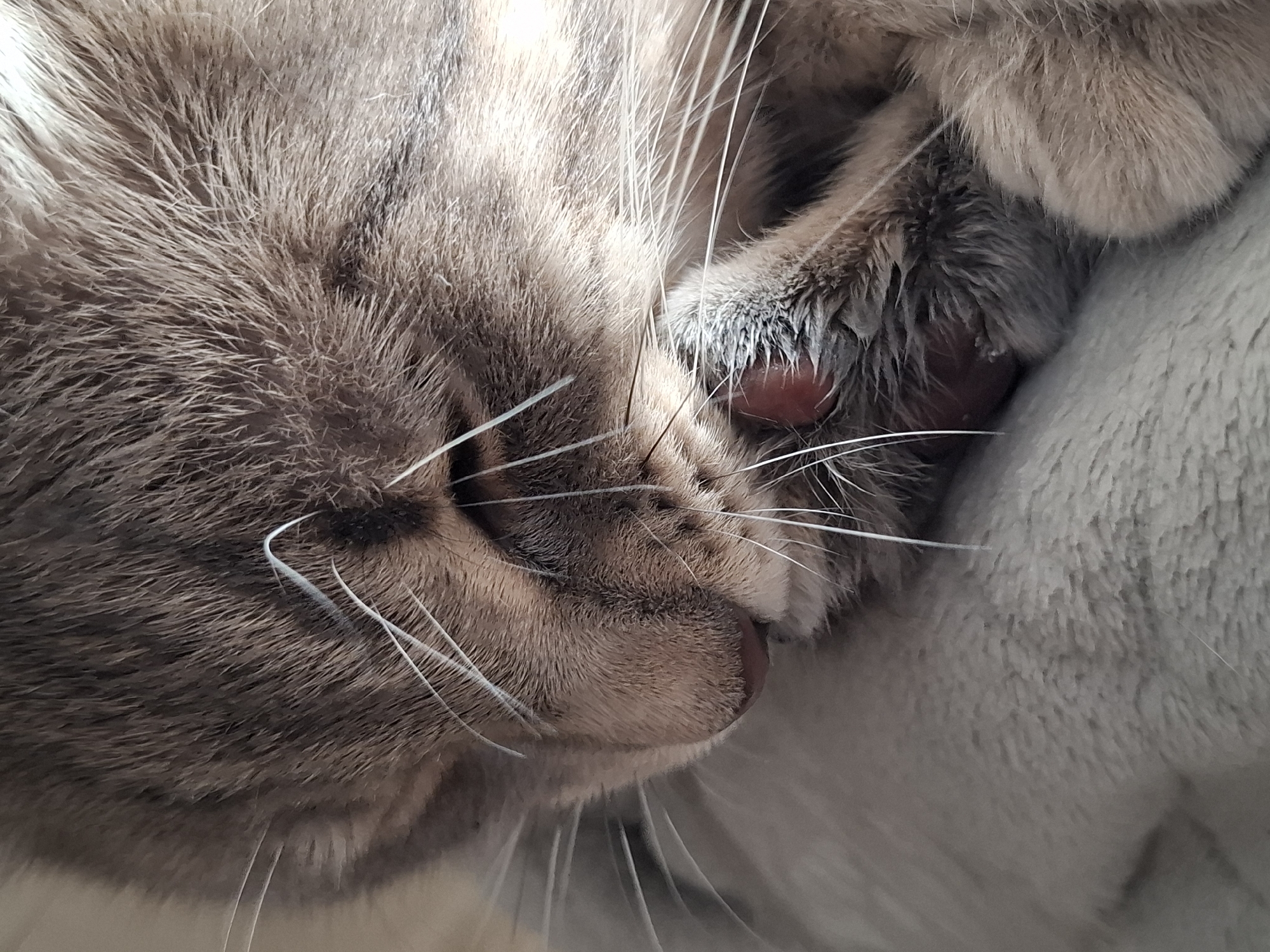 A close-up photograph depicts a cat resting. The cat has brown and grey fur and is nestled on a soft, light-grey surface. The cat's face is turned to the side, with its eyes closed. Its white whiskers are prominent. The cat's paw is near its face, obscuring part of its mouth. No location information is discernible from the image.