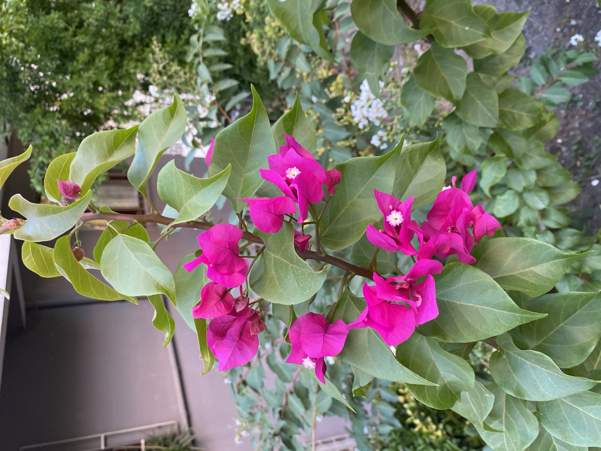 A close-up, eye-level, vertical shot showcases a vibrant bougainvillea plant with striking fuchsia-pink bracts and green leaves. The plant is the primary subject, positioned slightly off-center to the right, with its branches extending upwards and outwards. The background is softly blurred, revealing glimpses of other greenery, possibly more bougainvillea with white blossoms, and a neutral-toned building. The lighting suggests an outdoor setting, possibly a garden or courtyard, illuminated by natural daylight, creating soft shadows. The scene is devoid of any human presence, vehicles, or specific urban landmarks that would definitively place it within Küçükçekmece, Turkey. The image captures a botanical detail, focusing on the texture and color of the plant against a muted backdrop.