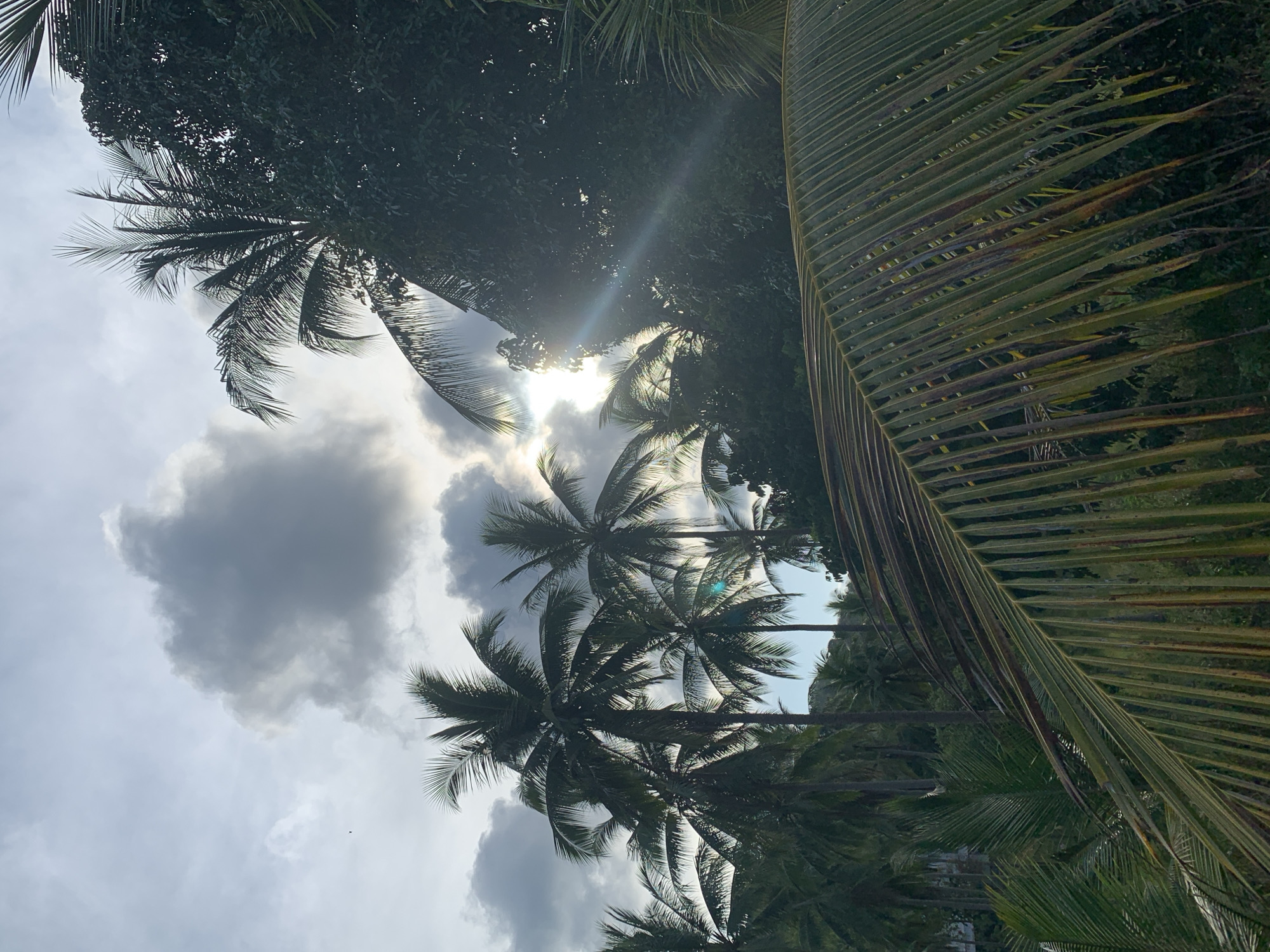 The image shows a view looking up through palm trees and other trees towards a cloudy sky with the sun peeking through. The leaves of a large palm frond are visible in the foreground. The location appears to be in บ้านบางรักษ์, Thailand, given the vegetation and lighting conditions.