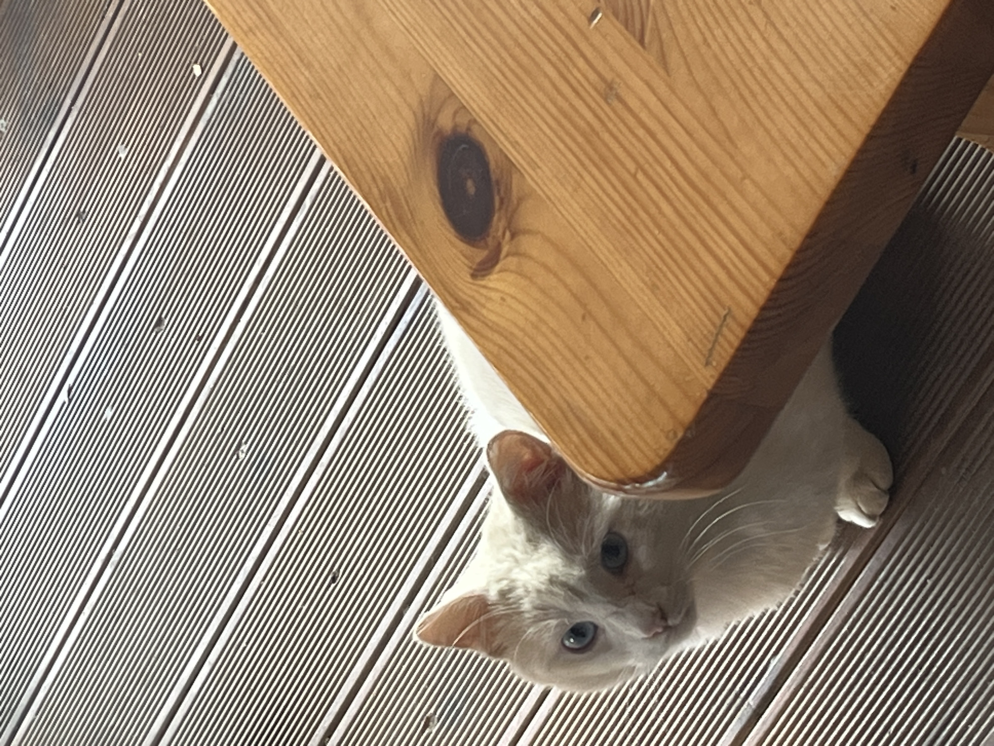 A white cat with blue eyes is partially visible under a wooden structure, likely a table or bench. The flooring appears to be wooden planks. The environment is indoors. The location information is not discernible from the image.