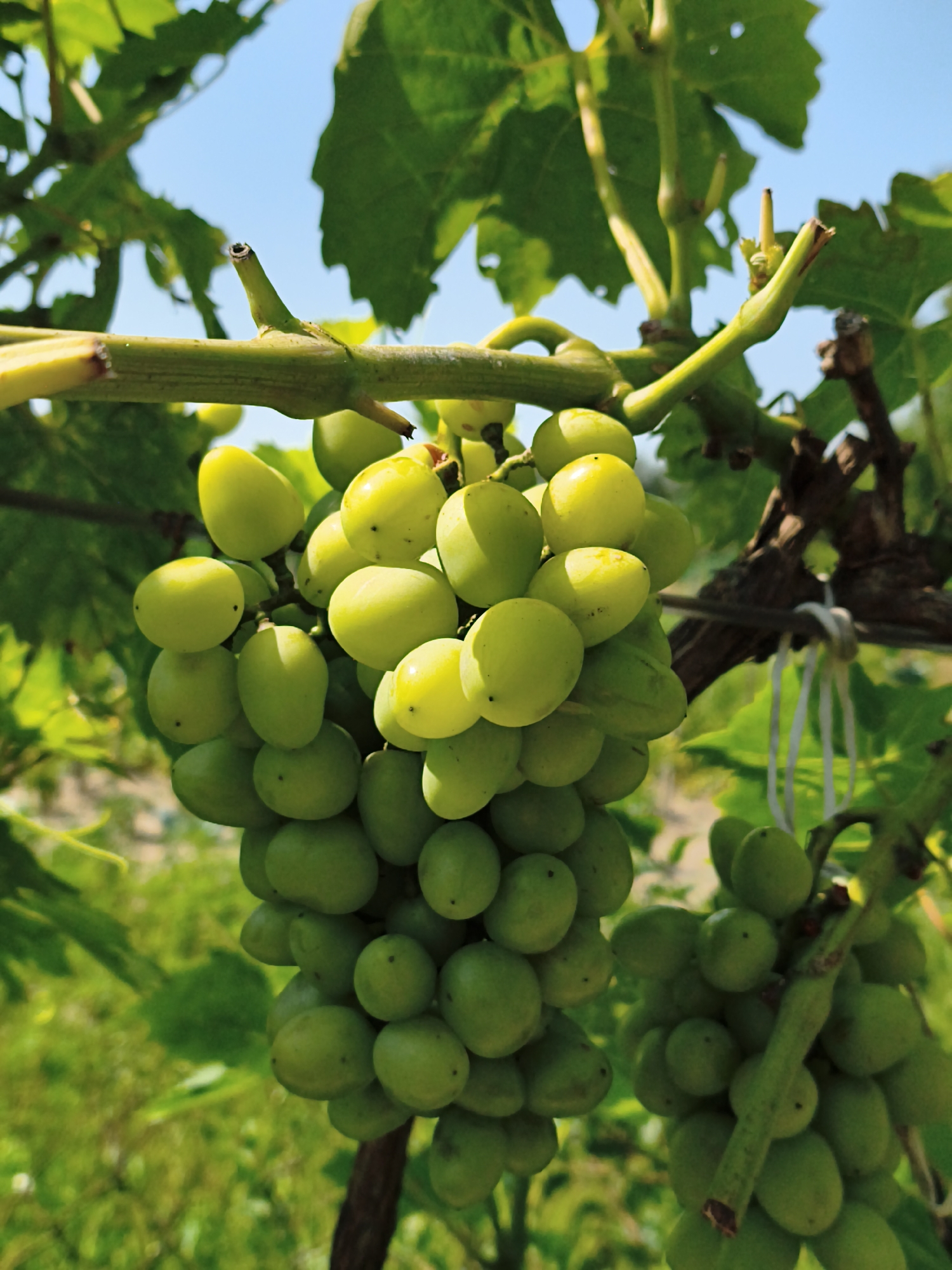 A close-up, low-angle shot features two clusters of green grapes hanging from a vine in Steblivka, Ukraine. The grapes are mostly round, with some oval shapes, and are illuminated by sunlight, creating bright highlights and casting subtle shadows. The vine itself is a thick, green stem with smaller, lighter green tendrils extending from it. Some of the grapes are slightly transparent, revealing the light shining through them. In the background, out-of-focus green leaves and a bright blue sky are visible. A thin, white rope is tied around the thicker vine, also out of focus. The scene depicts ripe grapes on a vine in a vineyard setting under a clear sky.