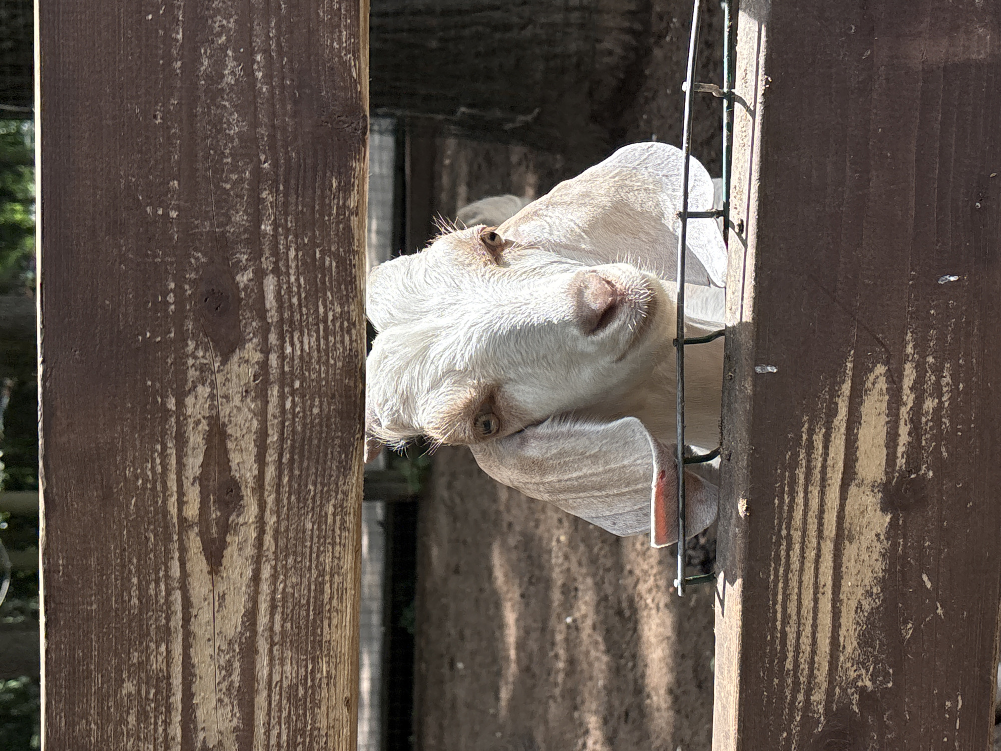 A close-up shot captures a white goat peering through a wooden fence. The goat's head is the primary focus, with its large, floppy ears prominently displayed. Its eyes are looking directly at the camera, and its nose is a soft pink. The background is slightly blurred, showing a dirt ground and some trees, suggesting an outdoor environment, likely a farm or an enclosure in a park. The wooden fence is made of rough-hewn planks, some of which appear weathered. There is no discernible indication of the specific location within Vnukovo, Russia, as the image lacks any identifying landmarks or context specific to that city. The scene appears to be a casual observation of an animal in its habitat.