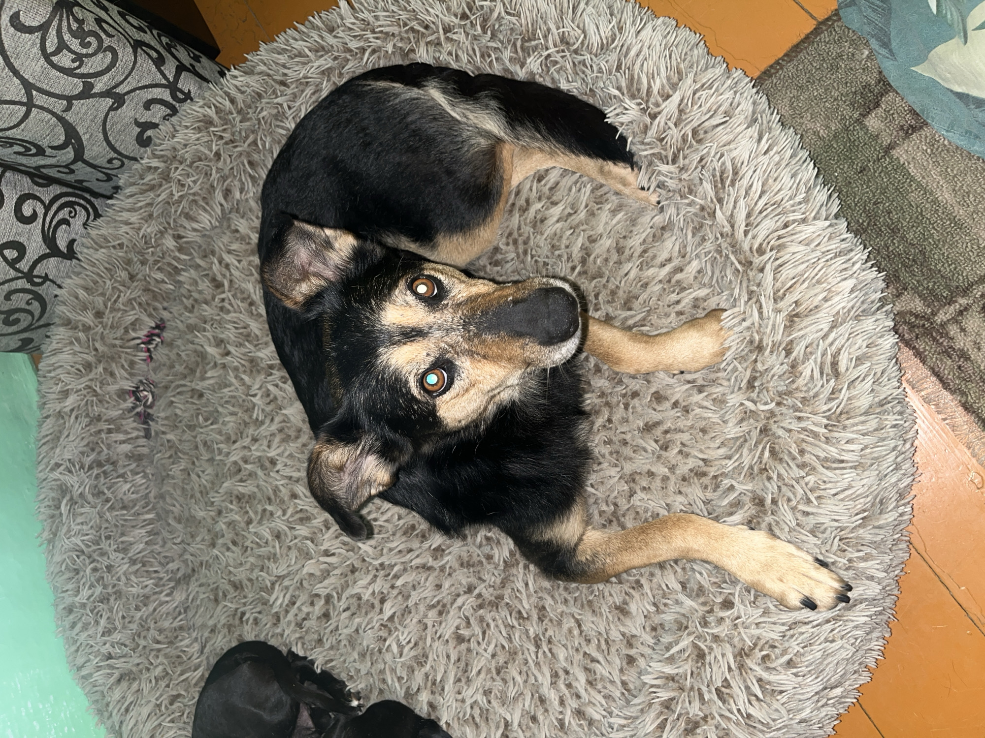 An adult dog, a mixed breed with black and tan fur, is lying on a round, fluffy, light grey dog bed. The dog is looking directly at the camera with its head slightly tilted. The dog's eyes are light brown with a hint of blue. To the left of the main dog, another black dog is visible, curled up and sleeping. The dog bed is positioned on a light brown wooden floor, and in the background, there are two pillows with a black swirled pattern, and a section of a green wall. The scene is indoors.