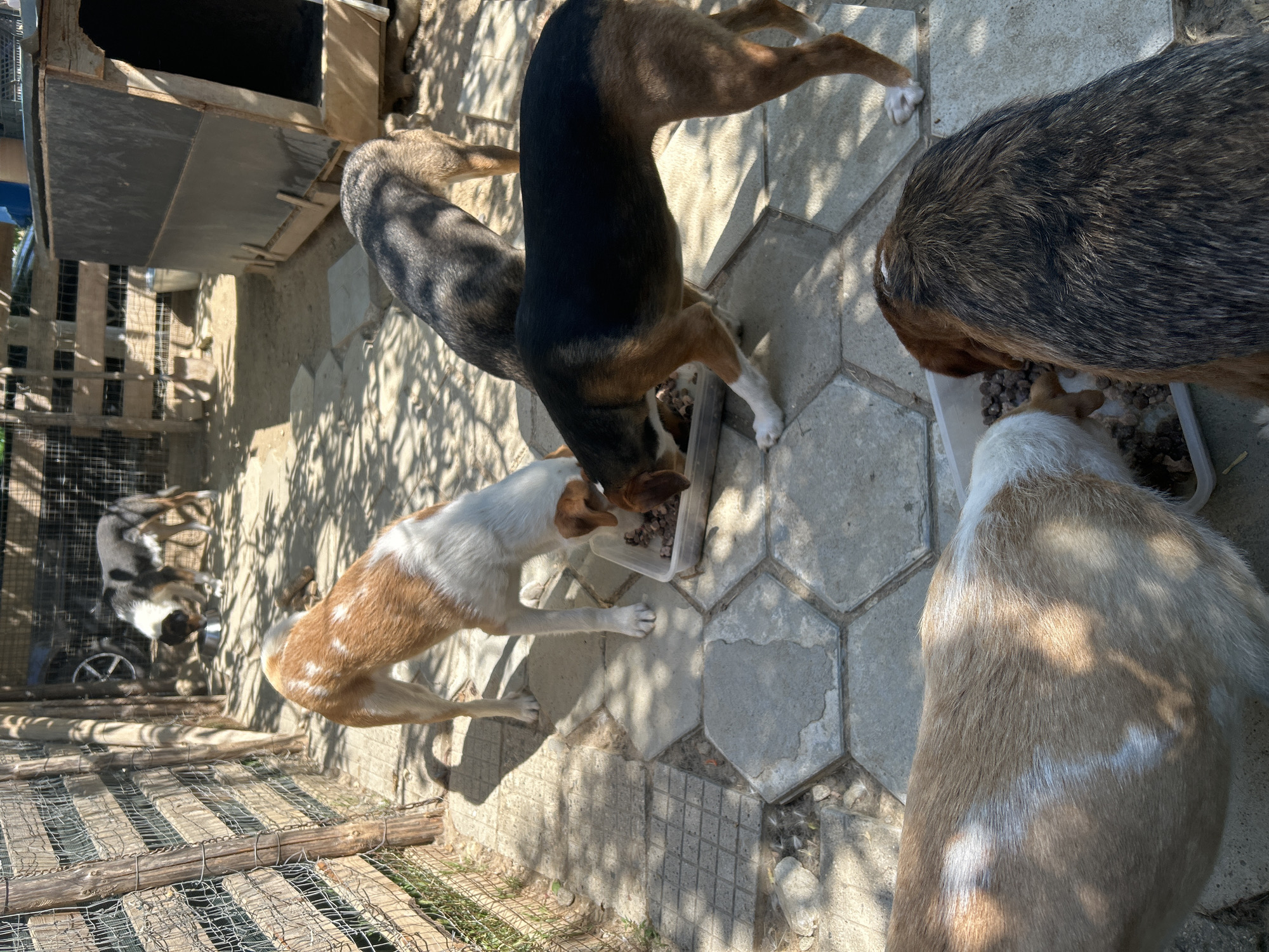 The image presents an outdoor scene in Polenitsa, Bulgaria, depicting six dogs feeding within an enclosure. In the immediate foreground, a light brown and white dog on the left and a dark brindle dog on the right are partially visible, both with their heads down into individual white rectangular plastic containers containing dry kibble. In the midground, a predominantly white dog with brown patches and a black, tan, and white dog are positioned with their heads down, sharing a clear plastic rectangular container filled with kibble. Further in the background, to the left, a black, white, and tan dog is observed with its head in a silver metal bowl containing kibble. Another dark-colored dog is partially visible in the far right background. The ground surface is composed of hexagonal and square concrete pavers in the foreground and midground, transitioning to bare earth in the background. A wire mesh fence supported by rustic wooden posts extends along the left side of the frame. A large, dark-colored wooden dog house with a visible entrance is situated in the right background. Overhanging structures or vegetation cast distinct shadows across the paved ground, indicative of bright daylight. A car tire rim is leaning against a fence structure in the left background.