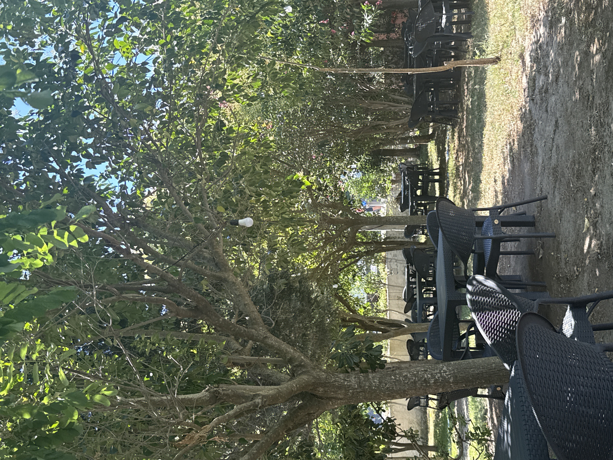 An outdoor seating area is depicted, likely a cafe or restaurant, nestled beneath the canopy of mature trees in Bërdicë, Albania. The scene is bathed in dappled sunlight, casting shadows across the ground. Numerous dark-colored plastic tables and chairs are arranged on a dirt and grass surface. In the foreground, several tables are visible, some with chairs tucked underneath. Further back, more tables and chairs are sparsely distributed. The trees, with their dense green foliage, dominate the upper portion of the frame, obscuring much of the sky. A few light bulbs are suspended from tree branches, suggesting illumination for evening use. A low, stone wall is partially visible in the background, and beyond it, glimpses of other trees and possibly buildings can be seen. The overall impression is one of a relaxed, shaded outdoor space.