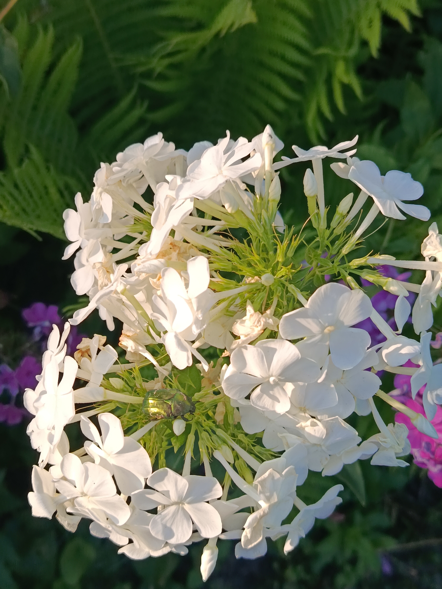 In the city of Kremenchuk, Ukraine, this close-up shot features a cluster of white phlox flowers illuminated by sunlight. A small, iridescent green beetle is perched on the flower's stem. In the background, blurred green fern leaves and hints of purple and pink flowers create a soft bokeh effect. The image captures a moment of natural beauty in a garden setting.